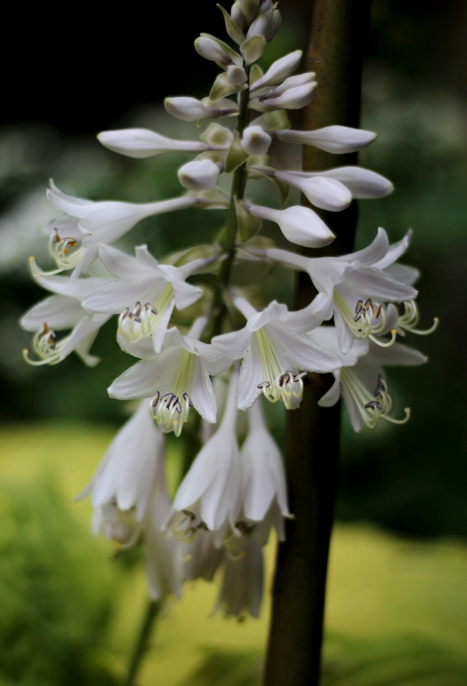 Canon EOS 600D (Rebel EOS T3i / EOS Kiss X5) sample photo. Hosta, hartlelie, flowers photography