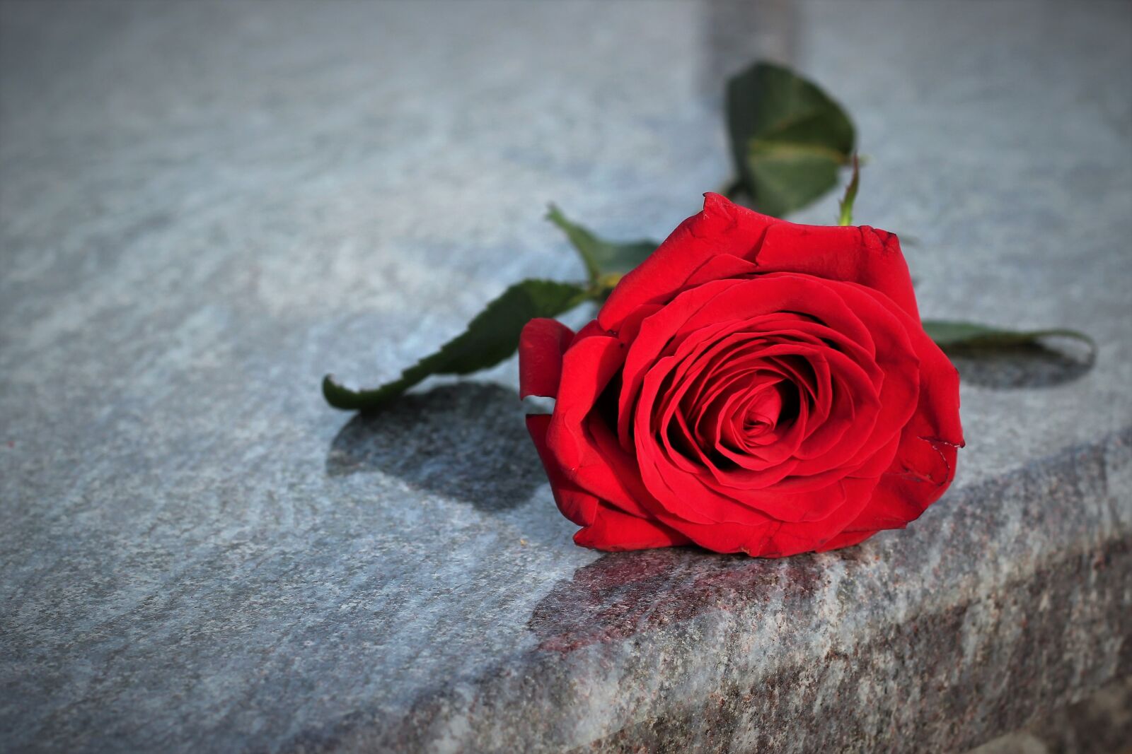 Canon EOS 550D (EOS Rebel T2i / EOS Kiss X4) sample photo. Red rose, lost love photography