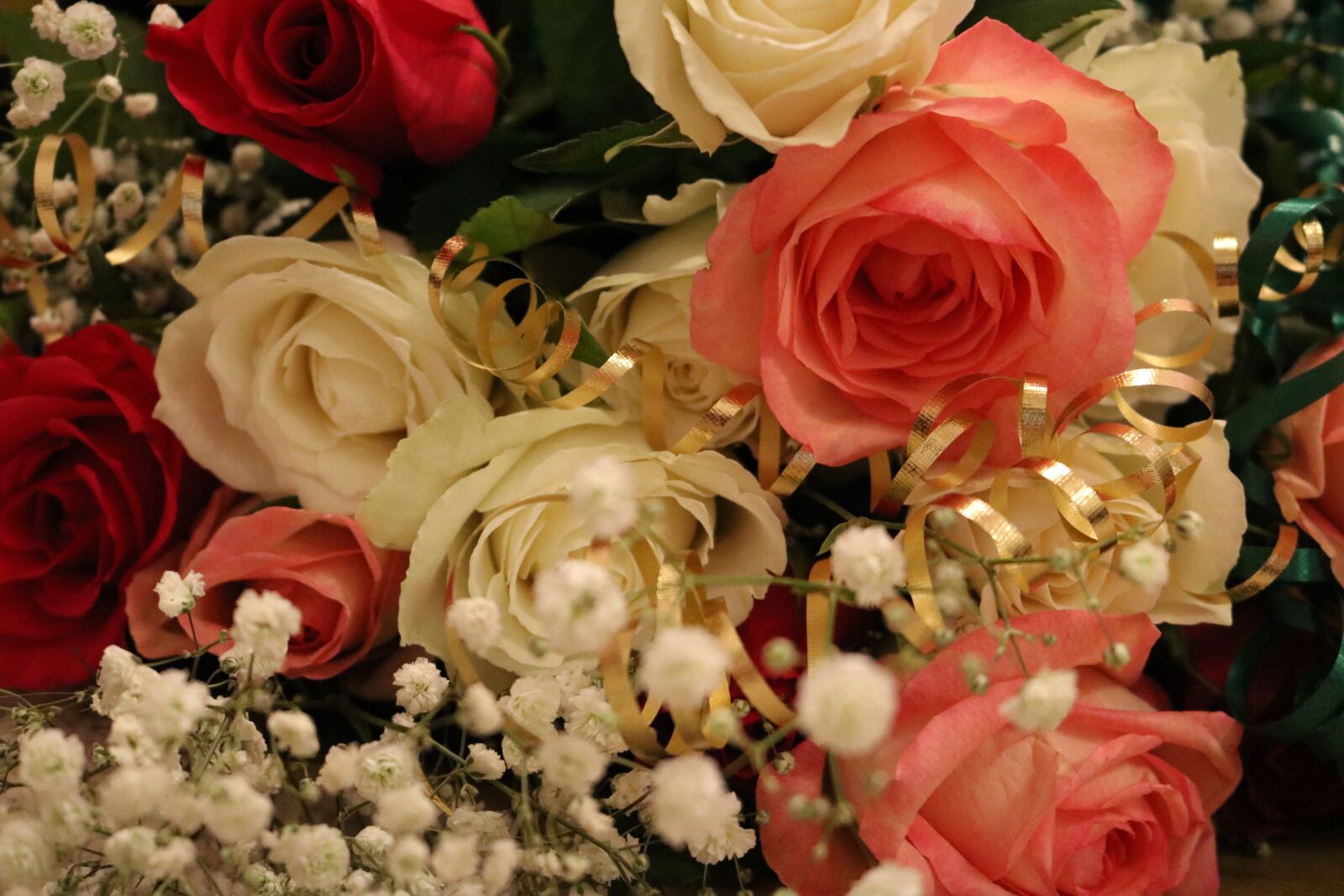 Canon EOS 750D (EOS Rebel T6i / EOS Kiss X8i) sample photo. Flowers, flower, roses photography
