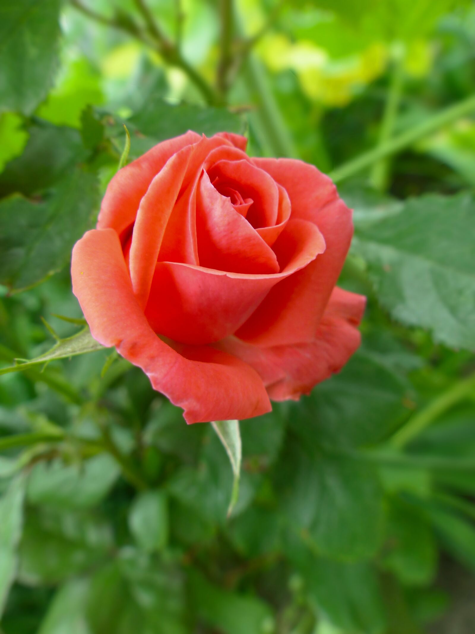 Panasonic Lumix DMC-FZ200 sample photo. Rose, flower, bloom photography