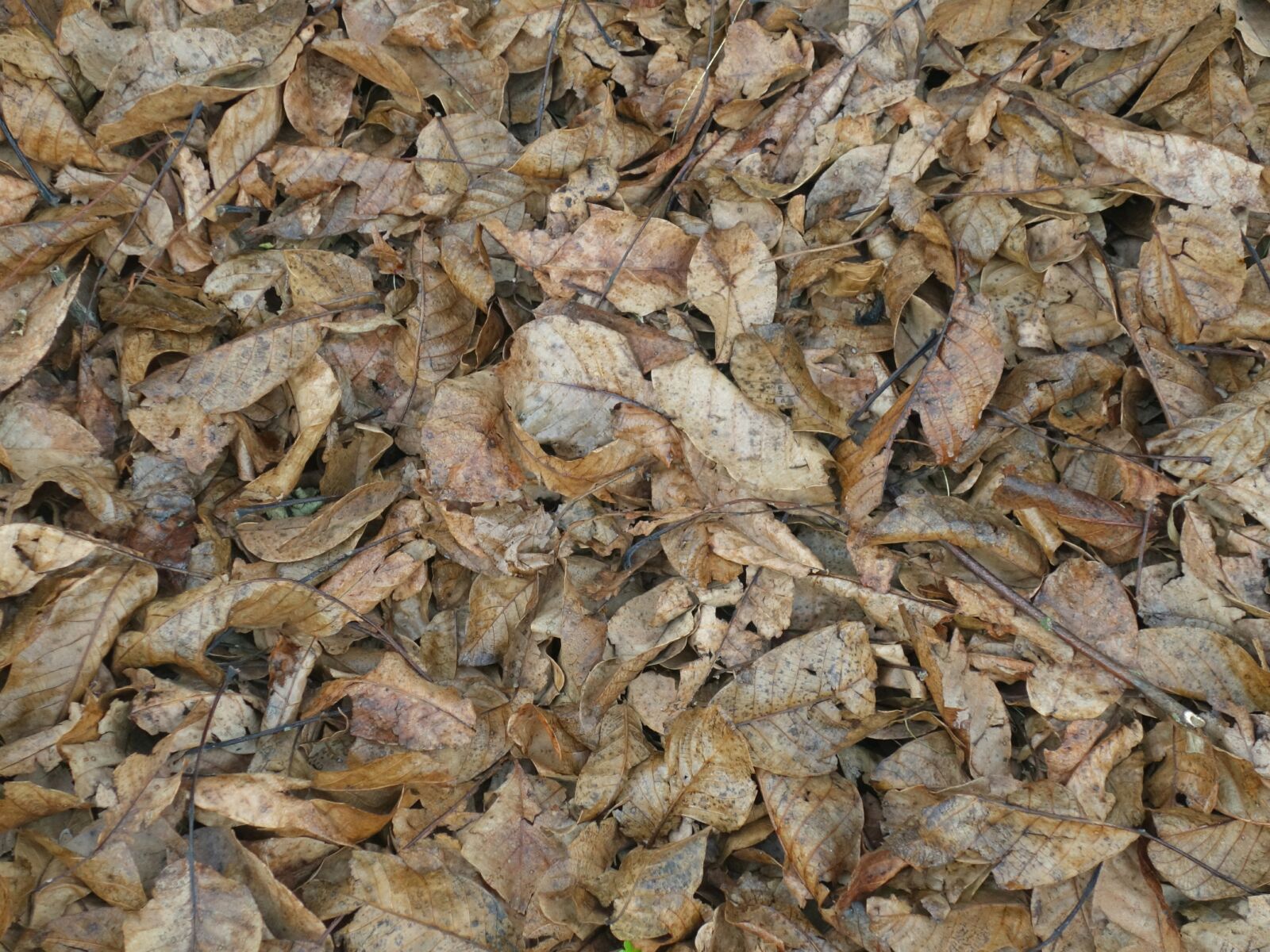 Sony Cyber-shot DSC-RX100 II sample photo. Leaves, ground, texture photography