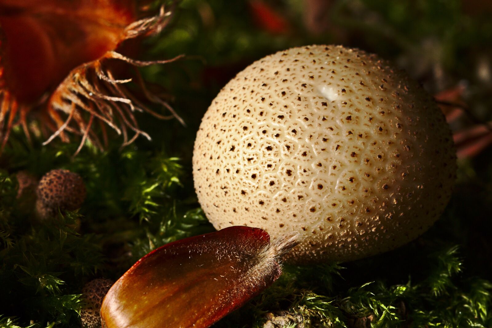 Canon EOS M5 sample photo. Mushroom, forest, autumn photography