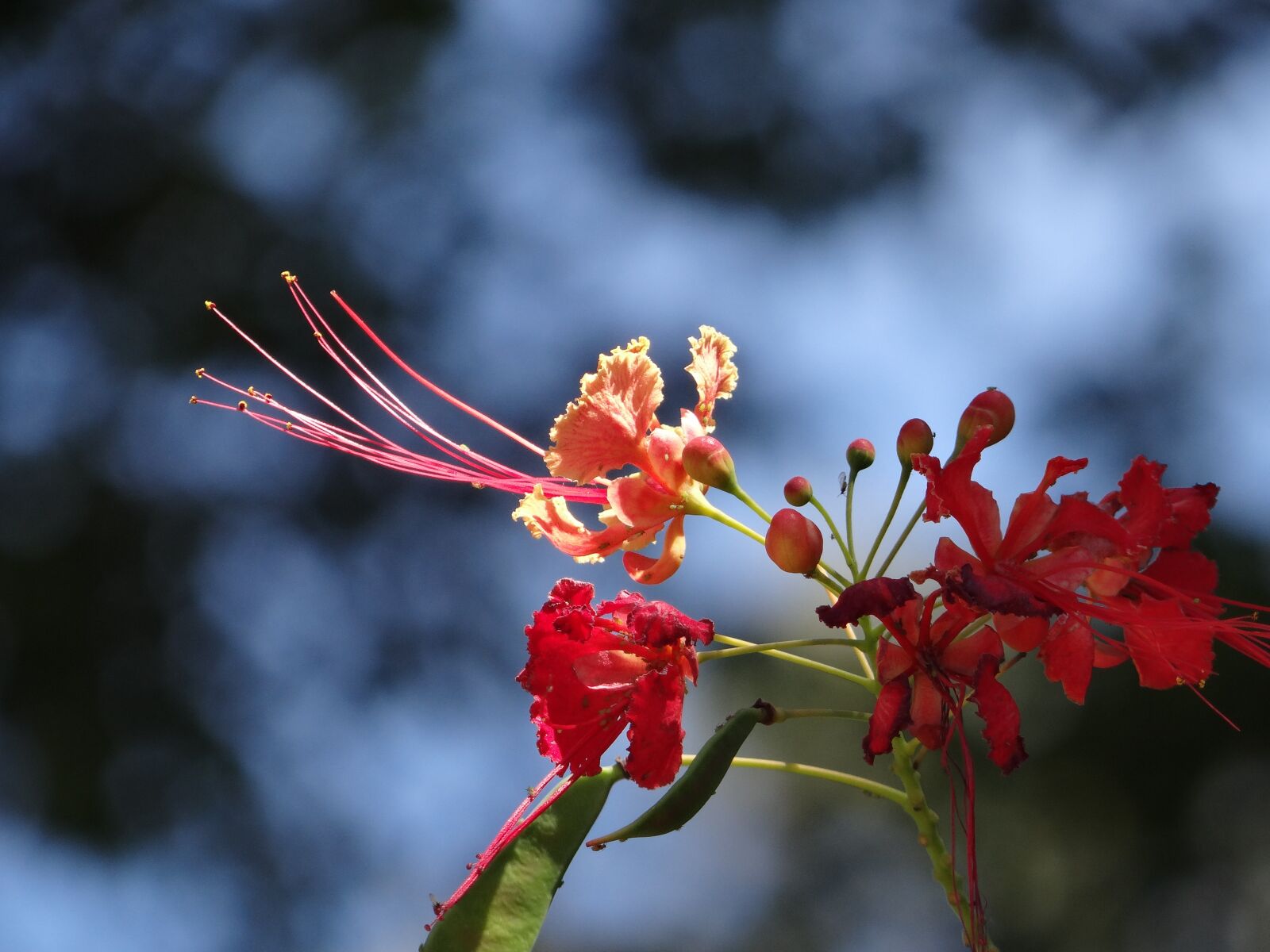 Sony DSC-HX200V sample photo. Flower, flamboyant tree, tree photography
