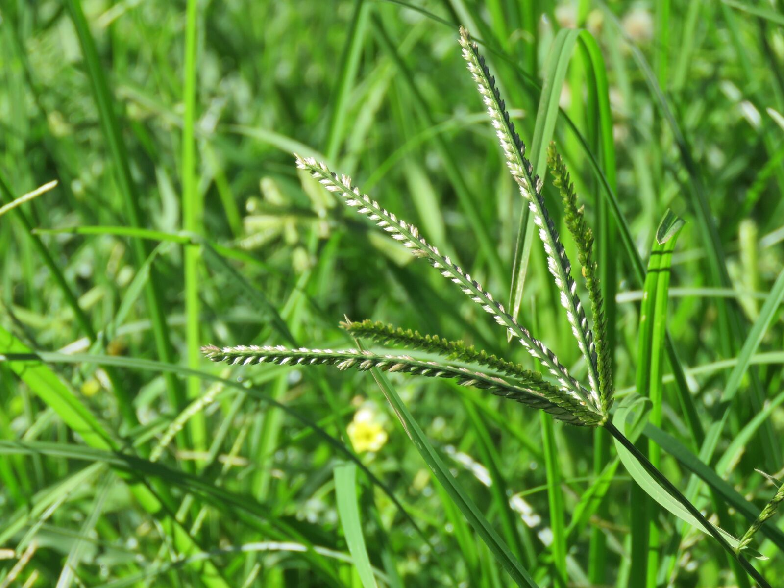 Canon PowerShot SX60 HS sample photo. Green, grass, nature photography