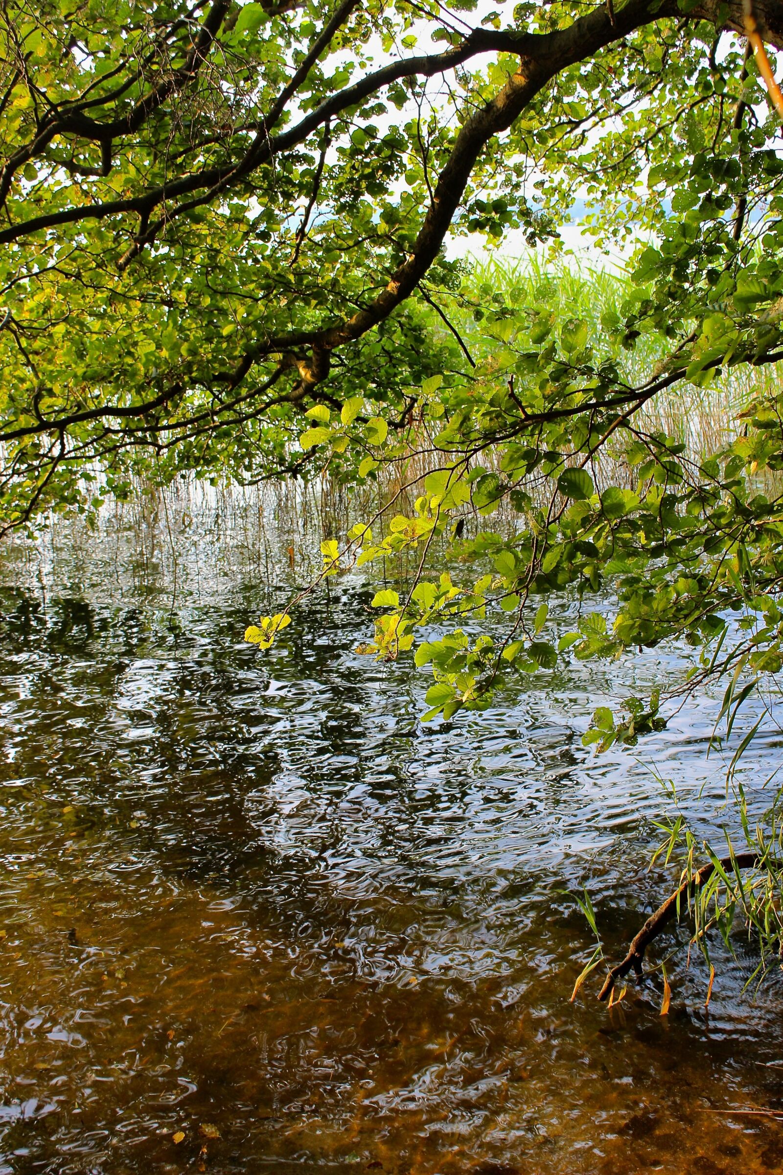 Canon EOS 600D (Rebel EOS T3i / EOS Kiss X5) sample photo. Bank, lakeside, waters photography