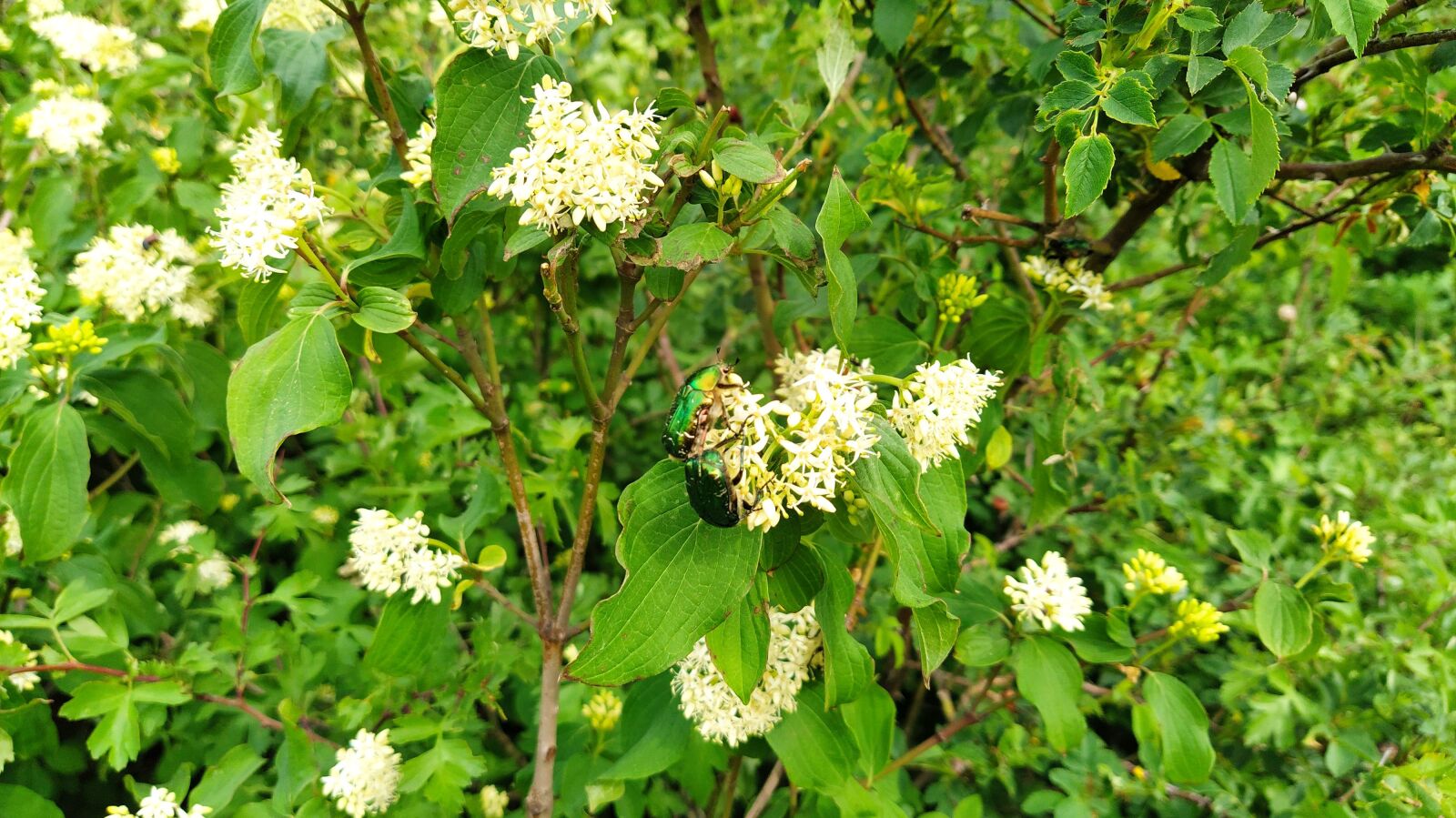 Xiaomi Mi A3 sample photo. Blossom, beetle, spring photography