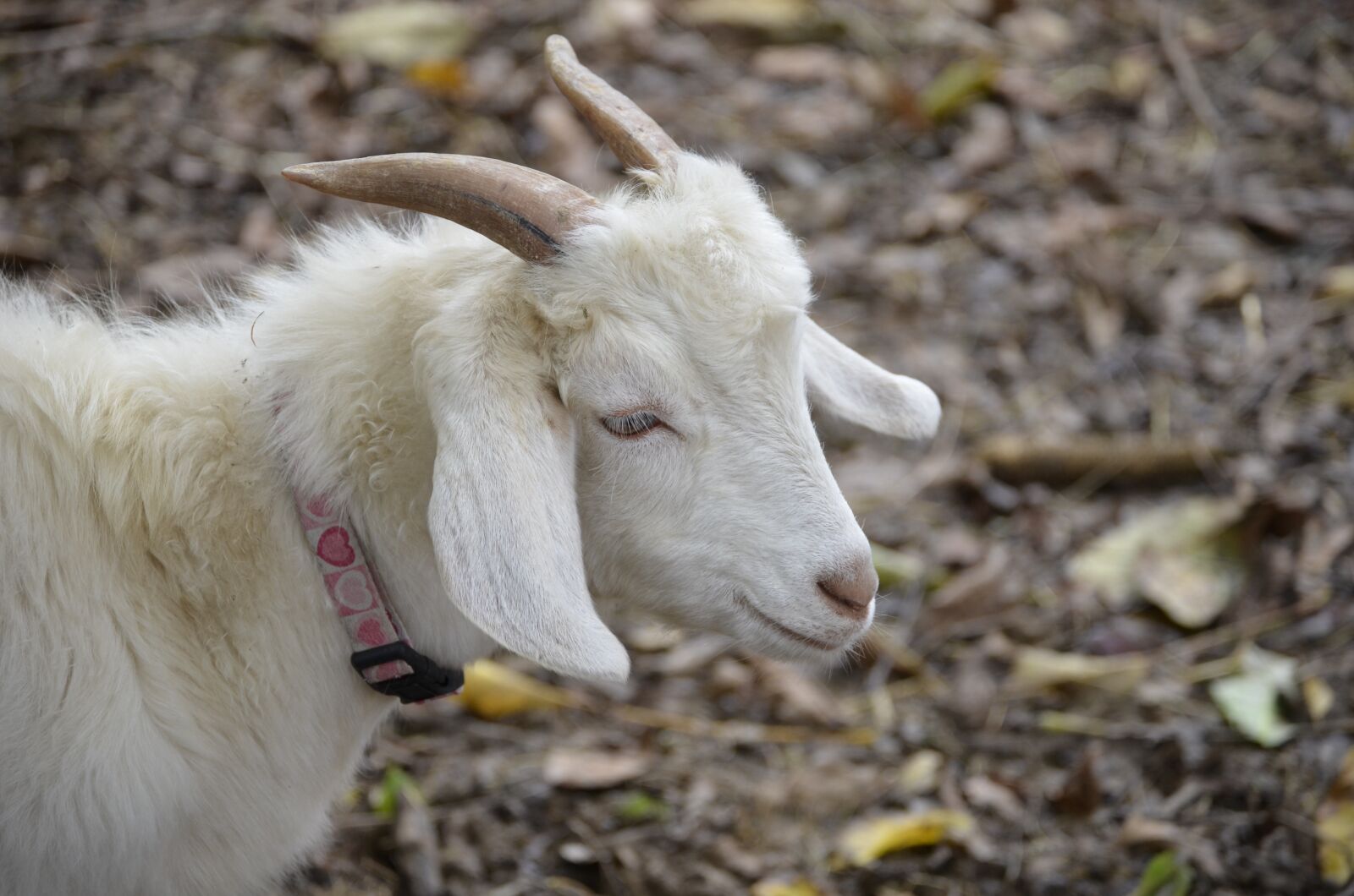 Nikon D5100 sample photo. Goat, white, bock photography