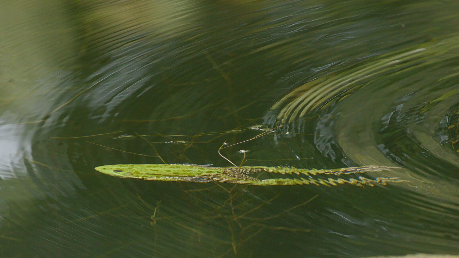 Canon EOS M5 sample photo. Frog, pond, diving photography