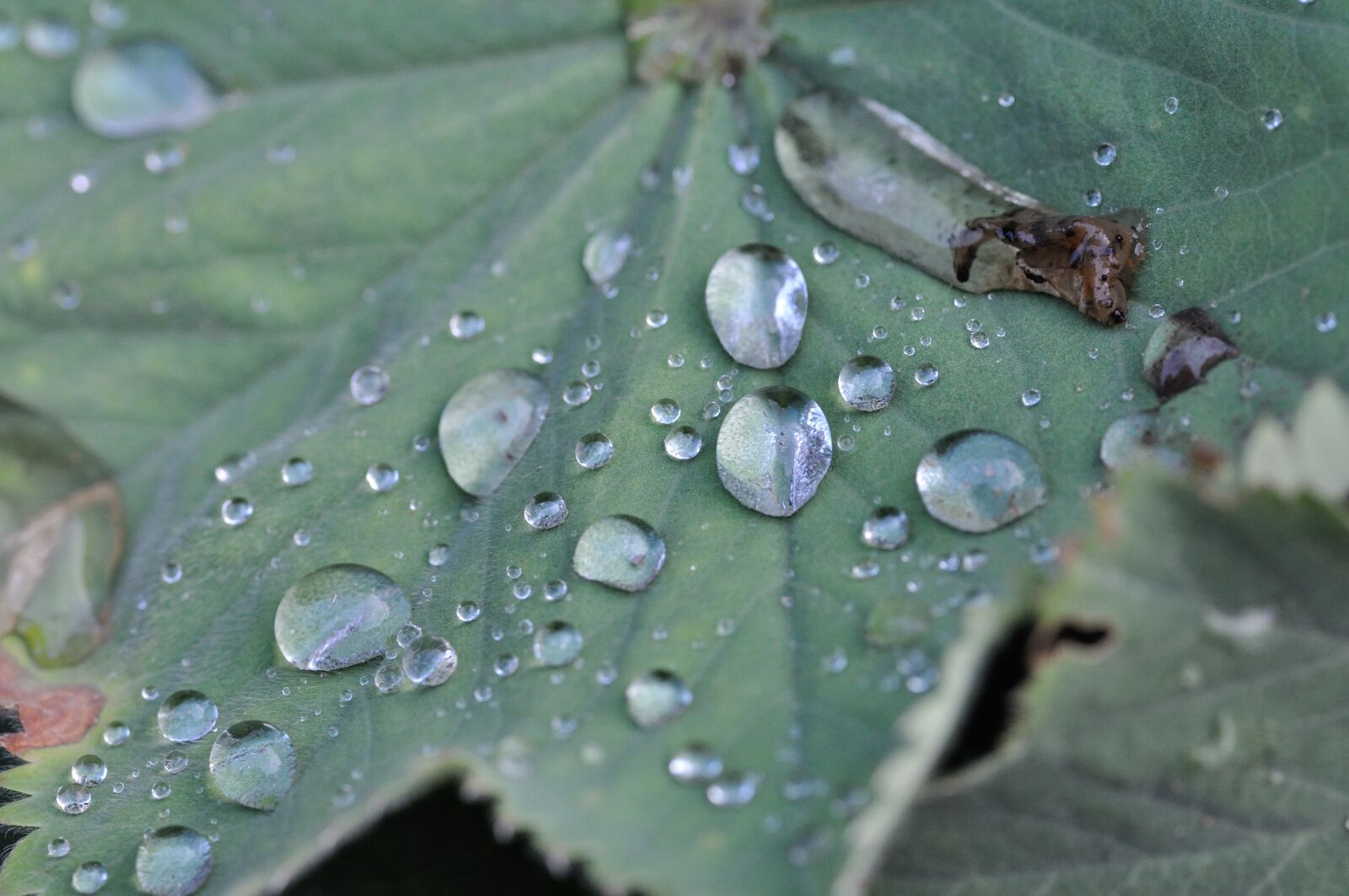 Nikon D90 sample photo. Garden, leaf, drop of photography