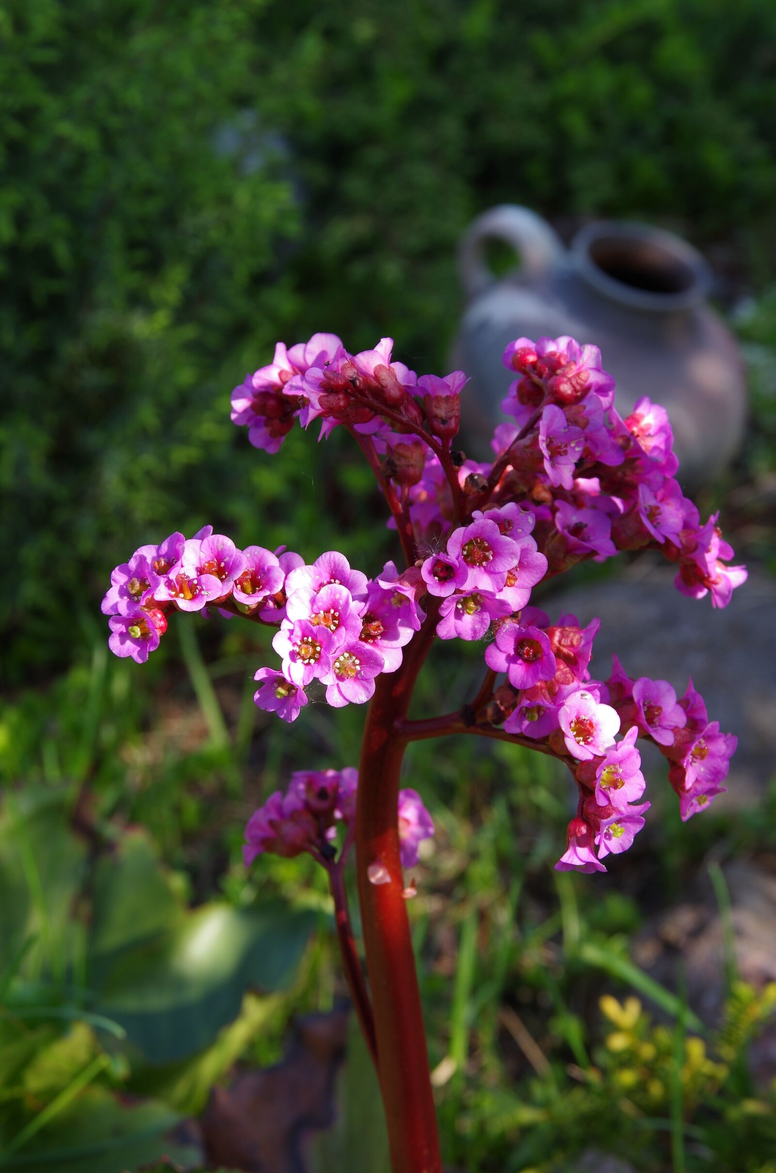 Pentax K-50 sample photo. Flower, nature, plant photography