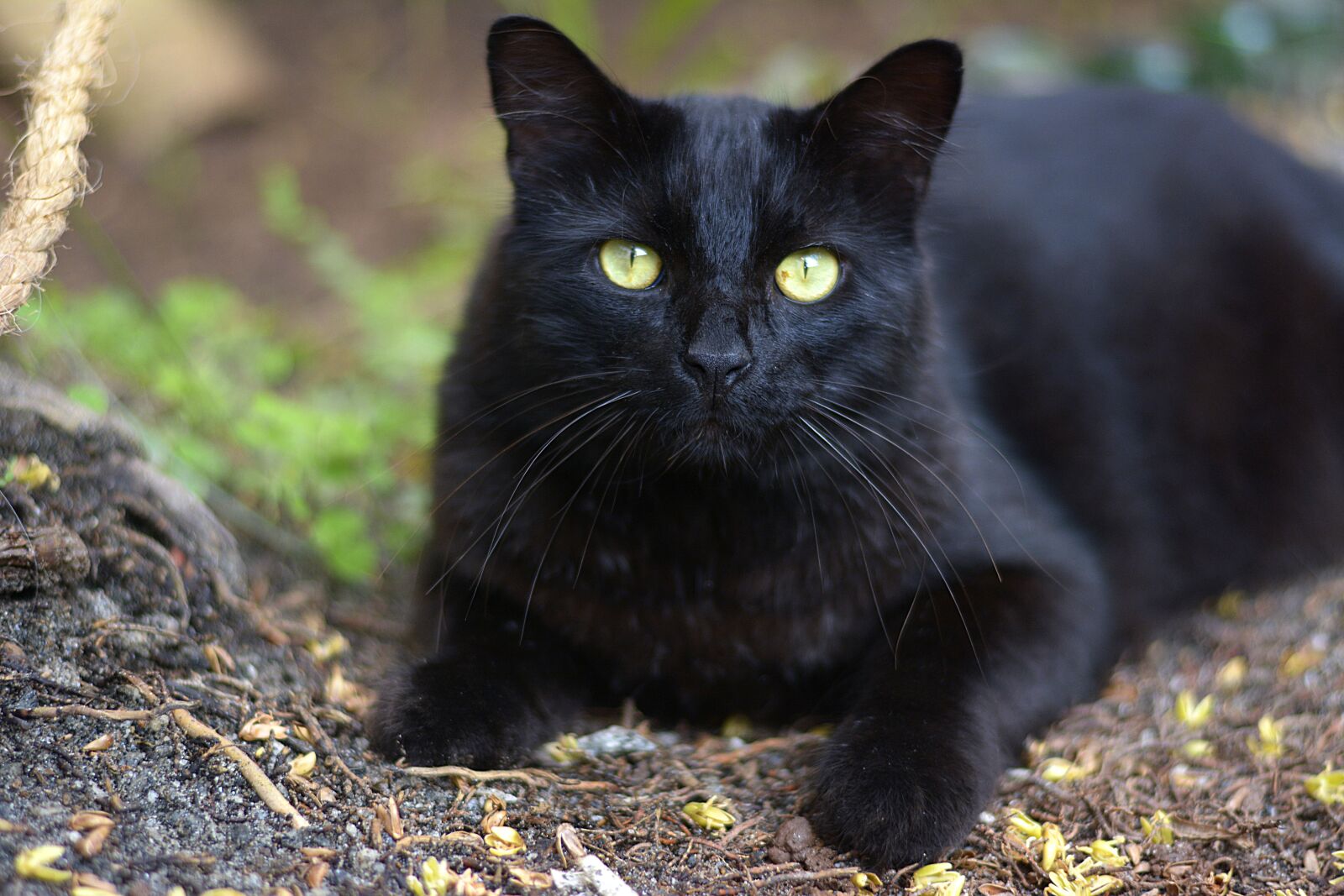 Nikon D7100 sample photo. Dark, nature, cute photography