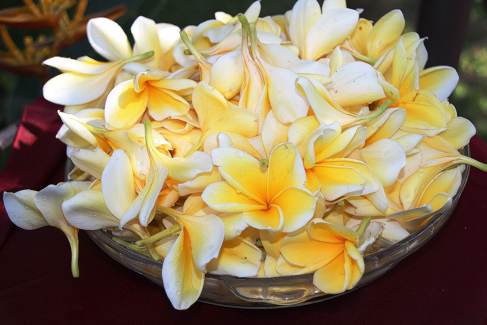Canon EOS 700D (EOS Rebel T5i / EOS Kiss X7i) sample photo. Plumeria, flower, yellow photography