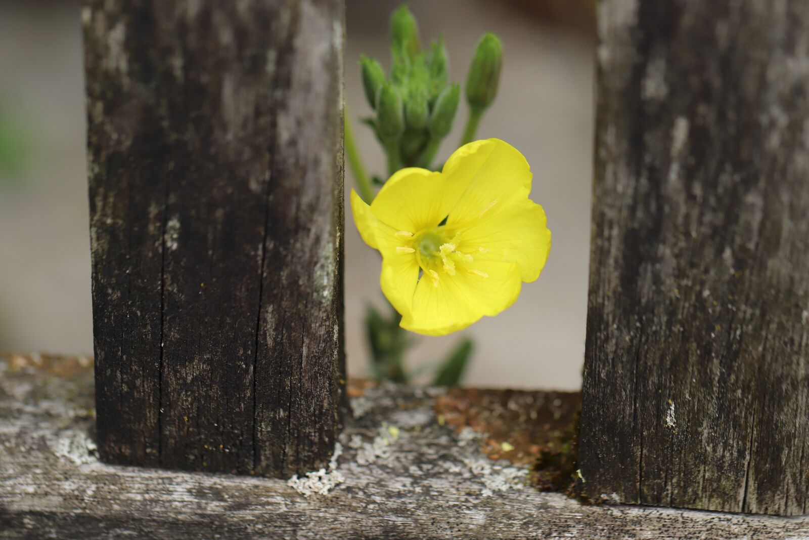 Canon EOS 800D (EOS Rebel T7i / EOS Kiss X9i) sample photo. Pink evening primrose, yellow photography