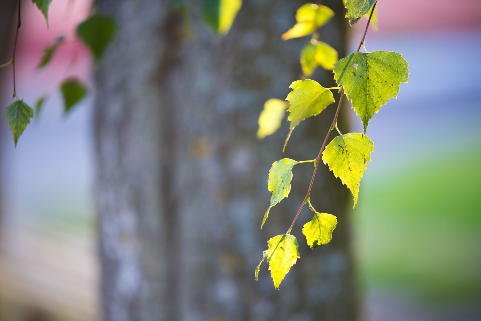 Nikon D610 sample photo. Leaves, foliage, tree photography