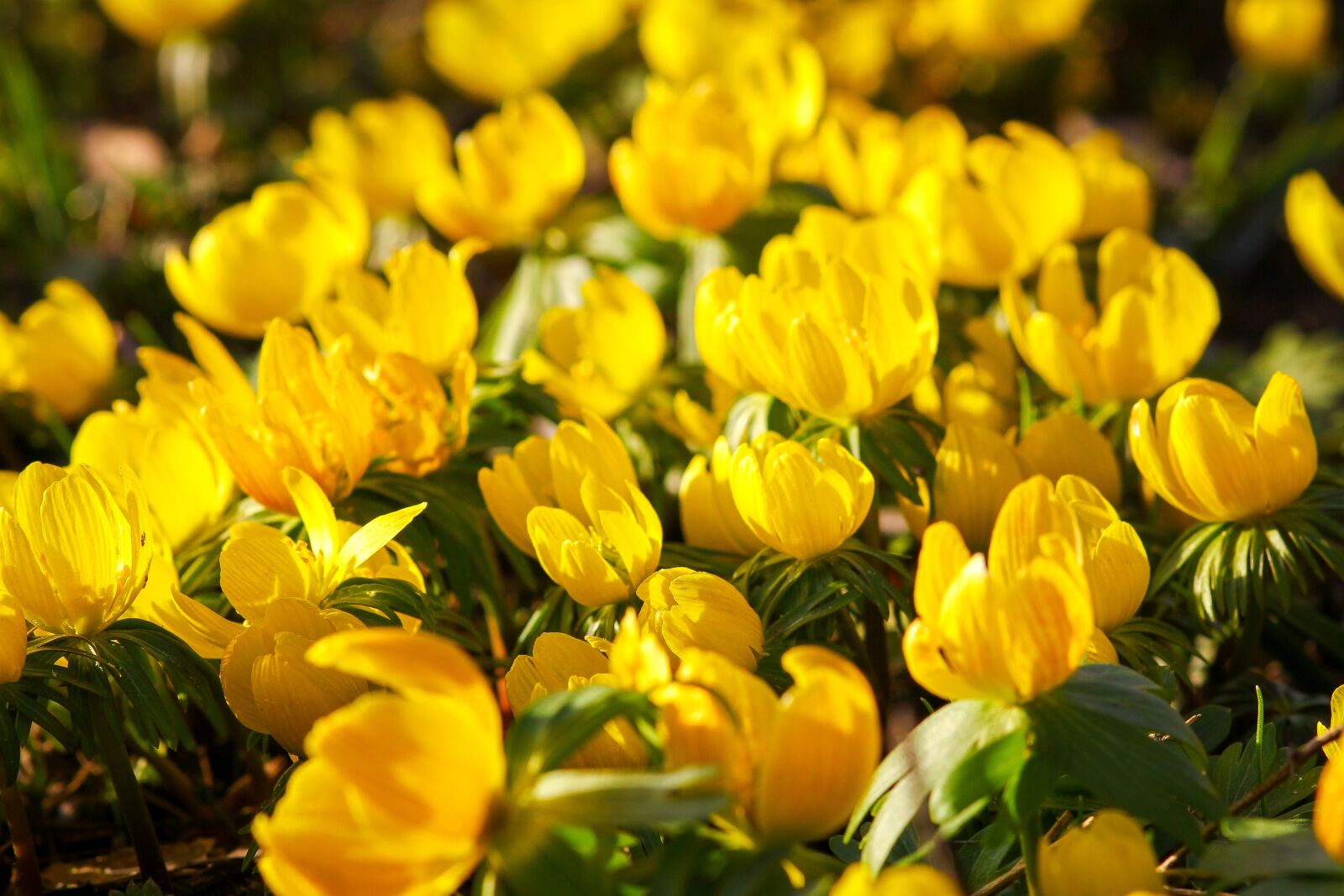 Canon EOS 550D (EOS Rebel T2i / EOS Kiss X4) sample photo. Flower, spring, summer photography