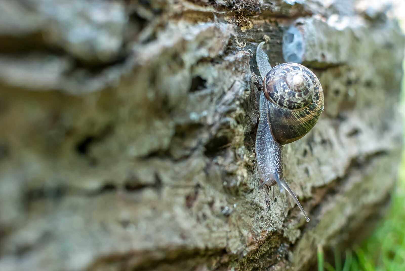 Nikon D80 sample photo. Snail, gastropod, nature photography