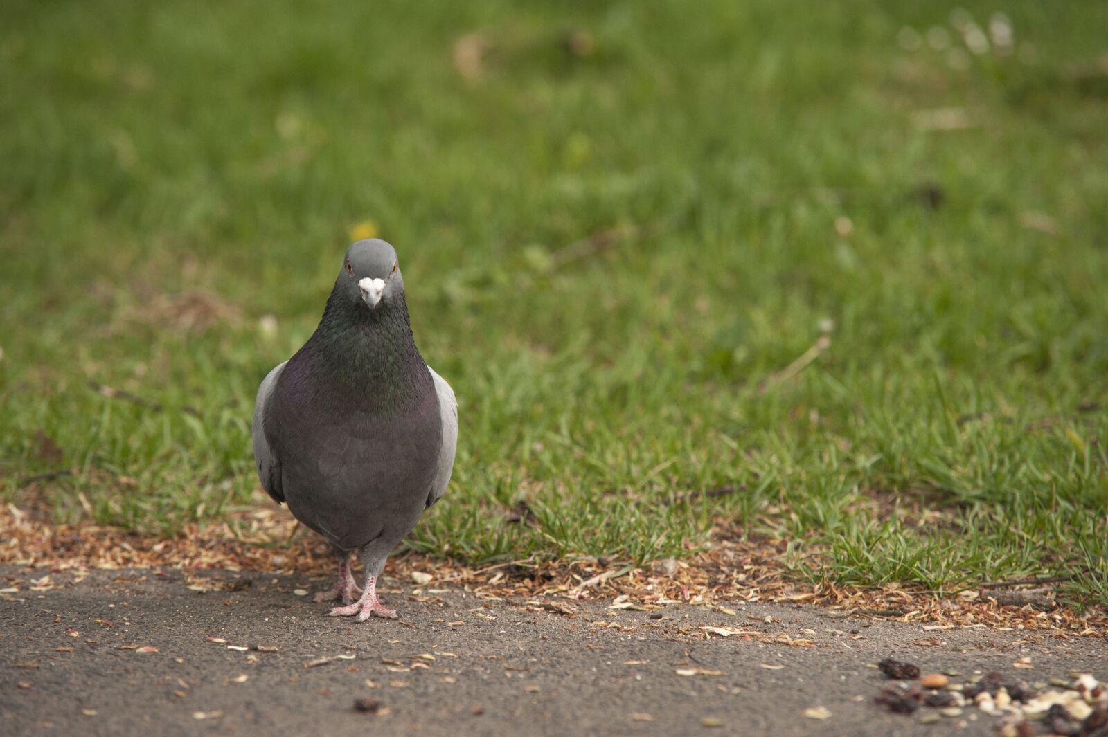 Nikon D700 sample photo. Pigeon, park, birds photography