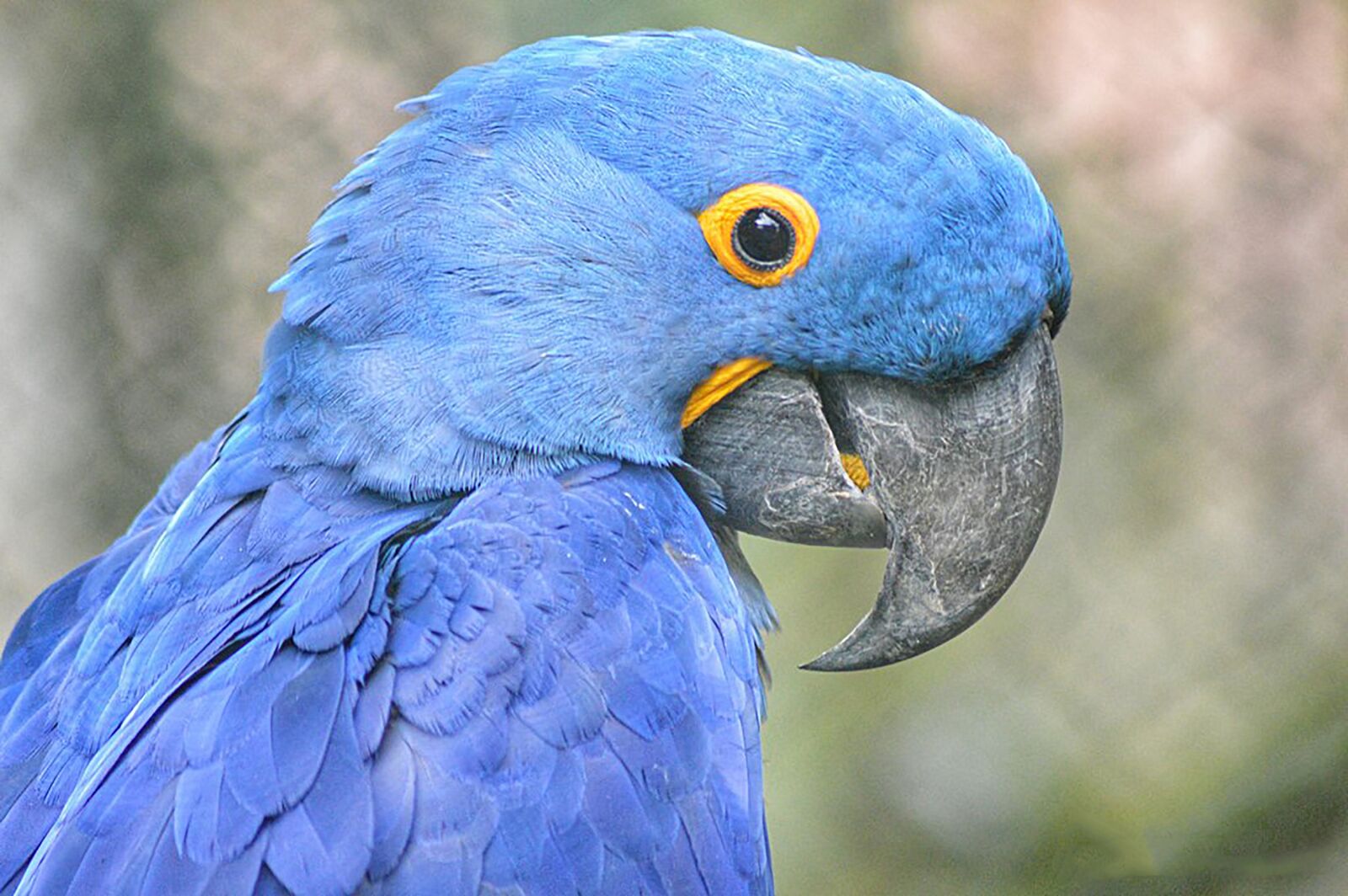 Nikon D3200 sample photo. Bird, parrot, animals photography