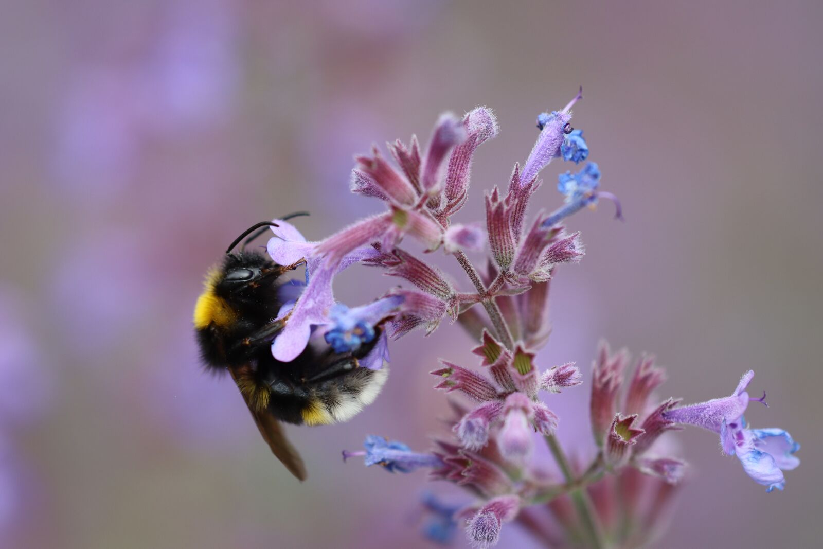 Canon EOS 90D sample photo. Bee, hummel, flower photography