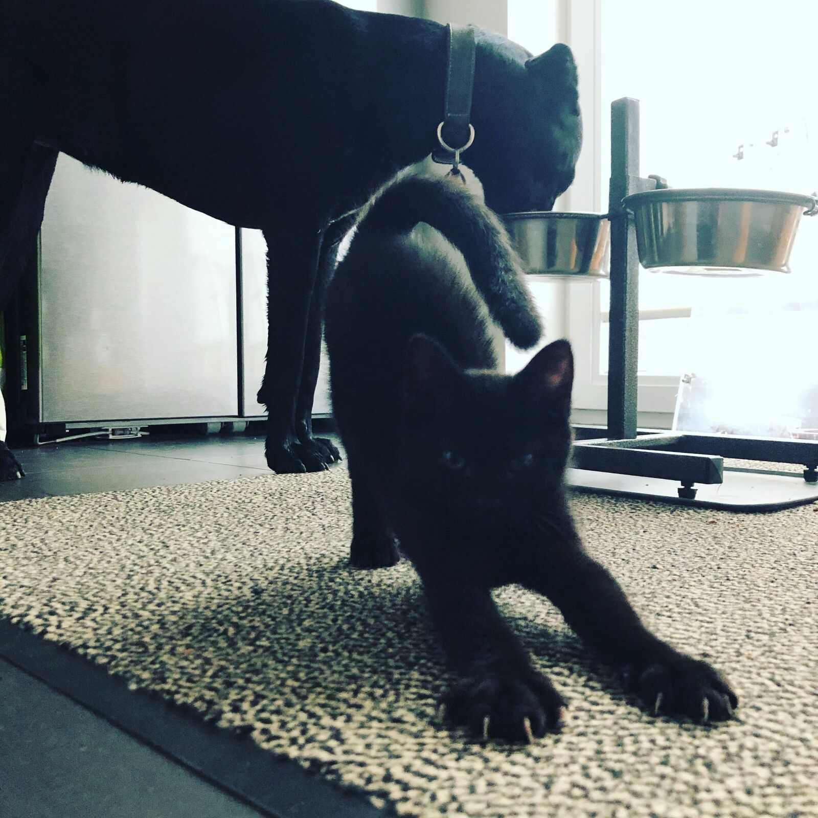 iPhone 8 back camera 3.99mm f/1.8 sample photo. Cat, dog, black photography