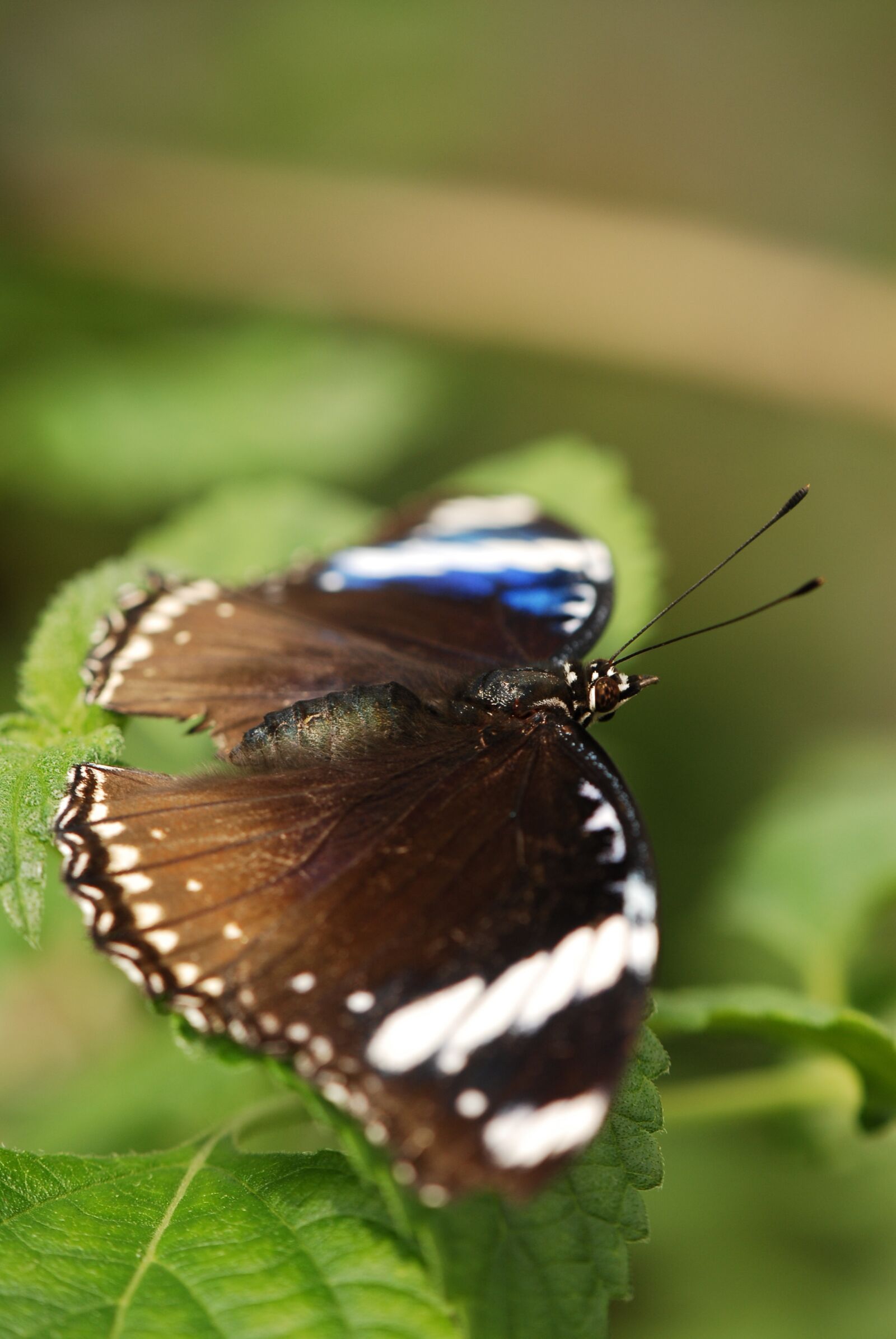 Nikon D200 sample photo. Butterfly, bug, colors photography