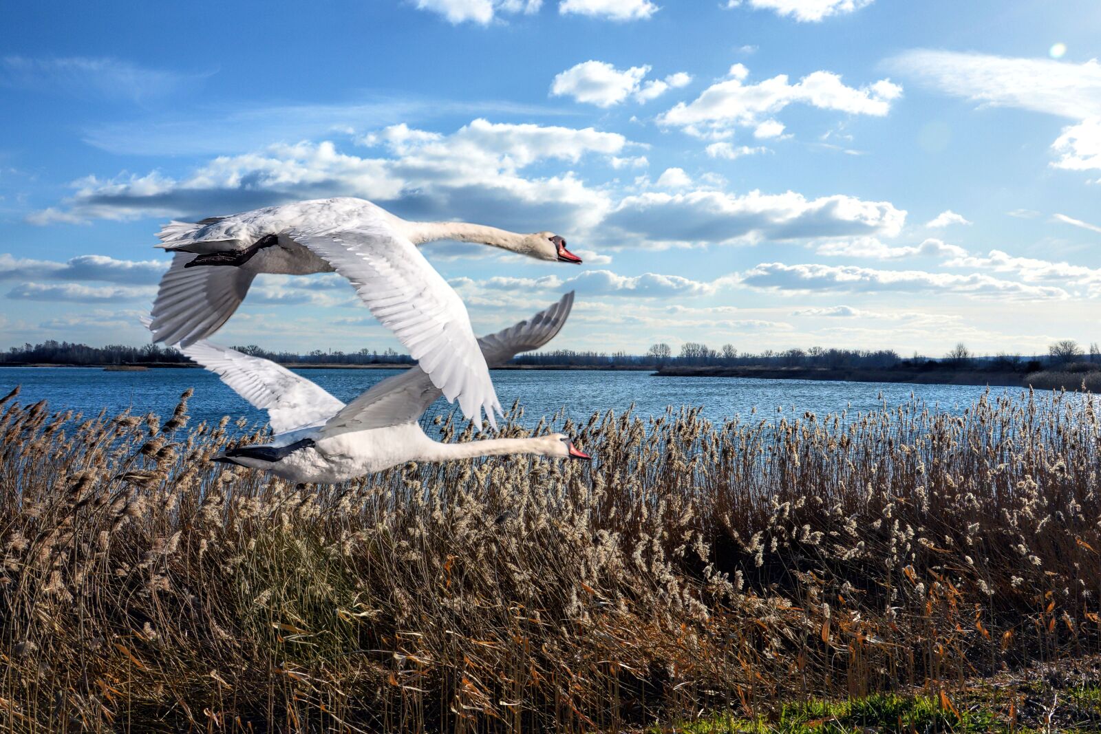 Nikon D3200 sample photo. Birds, swans, flying photography