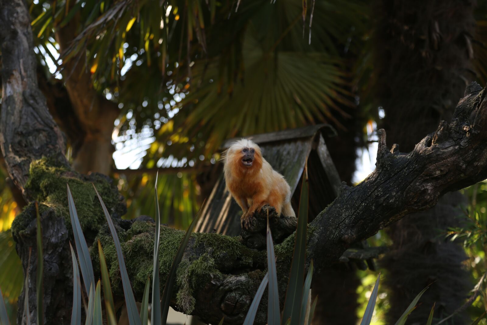 Зоопарк обезьян в Анапе.