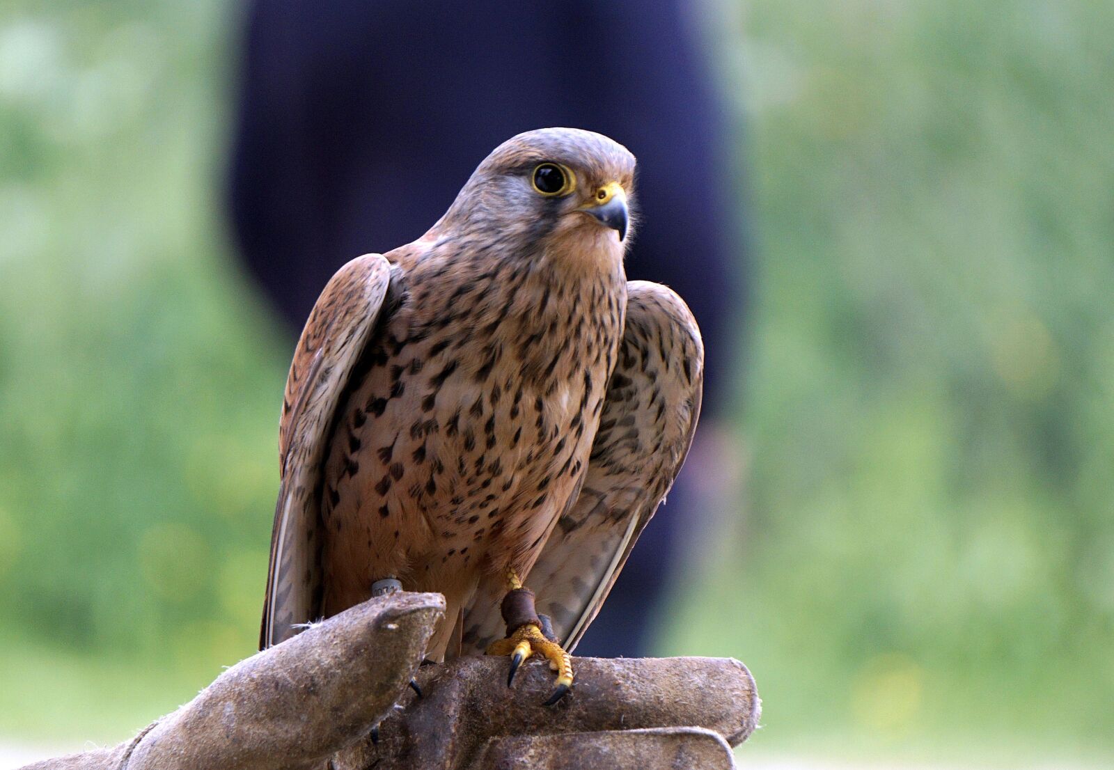 Sony E 55-210mm F4.5-6.3 OSS sample photo. Falconry, falcon, birds of photography