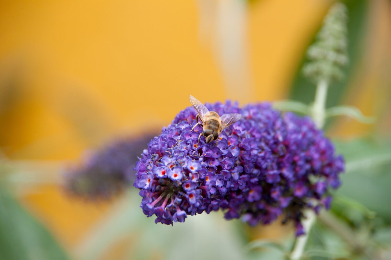 Canon EOS 500D (EOS Rebel T1i / EOS Kiss X3) sample photo. Bee, garden, purple photography