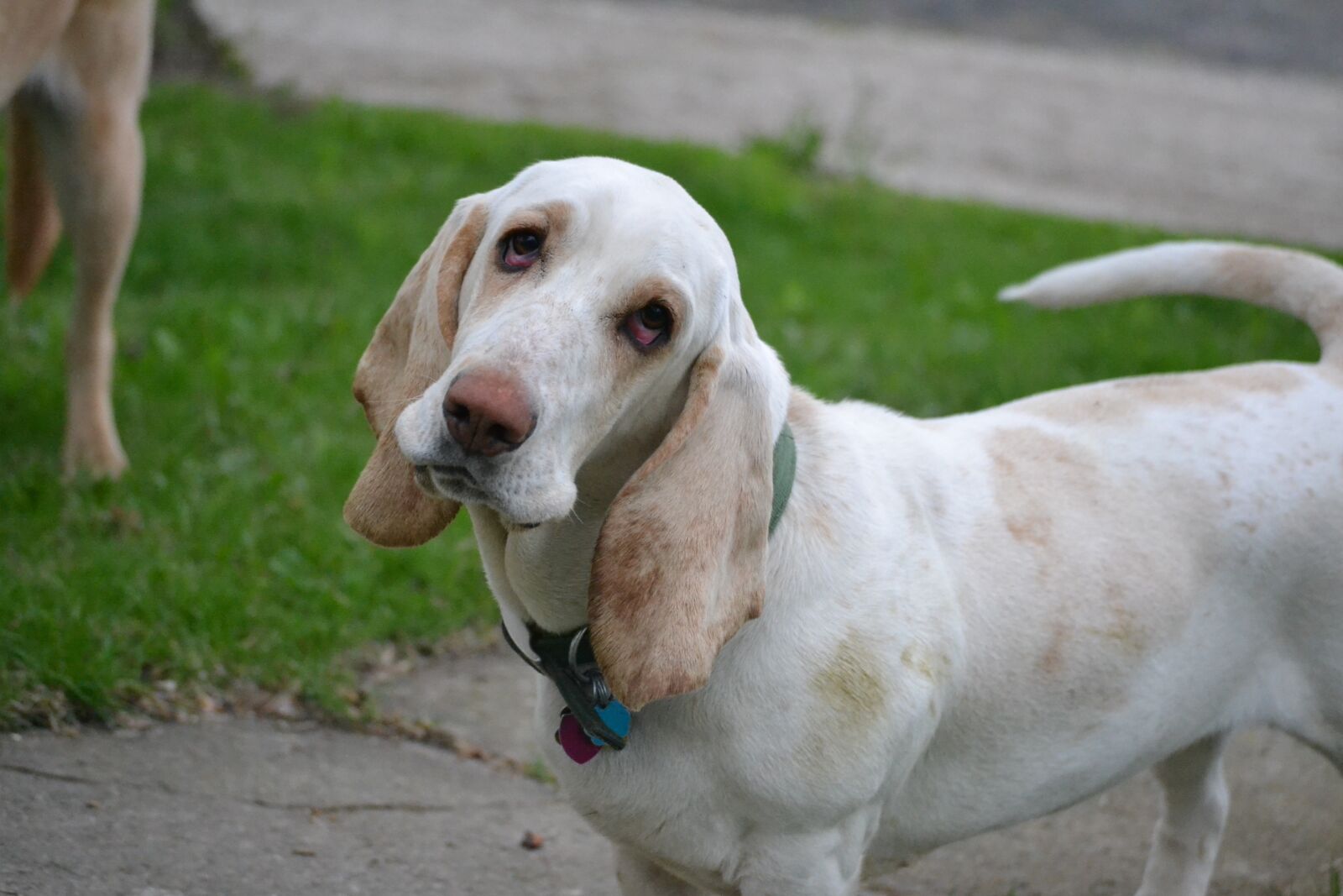 Nikon D3100 sample photo. Dog, basset hound, hound photography