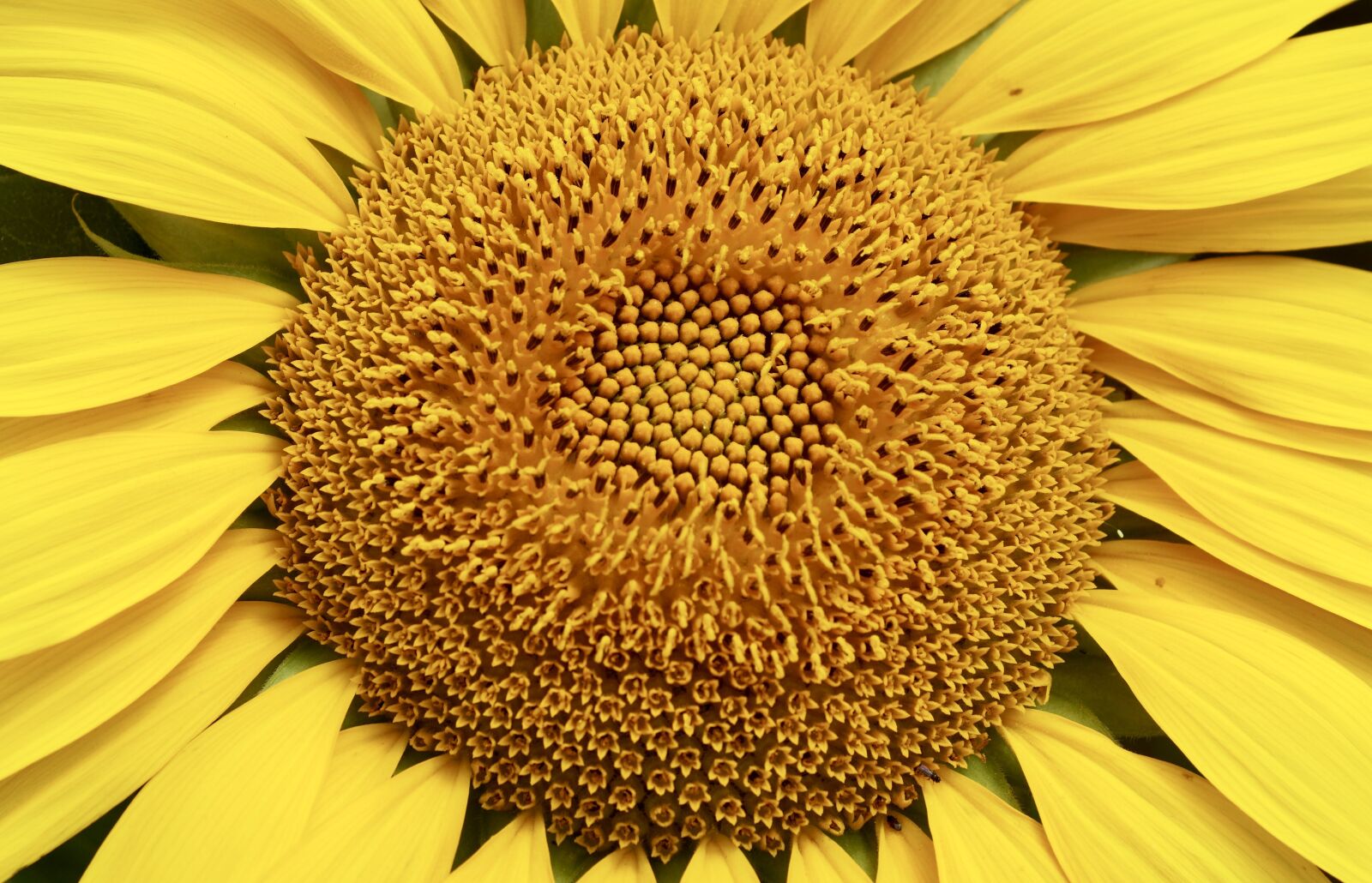 Sony Vario-Sonnar T* DT 16-80mm F3.5-4.5 ZA sample photo. Sunflower, flower, yellow photography