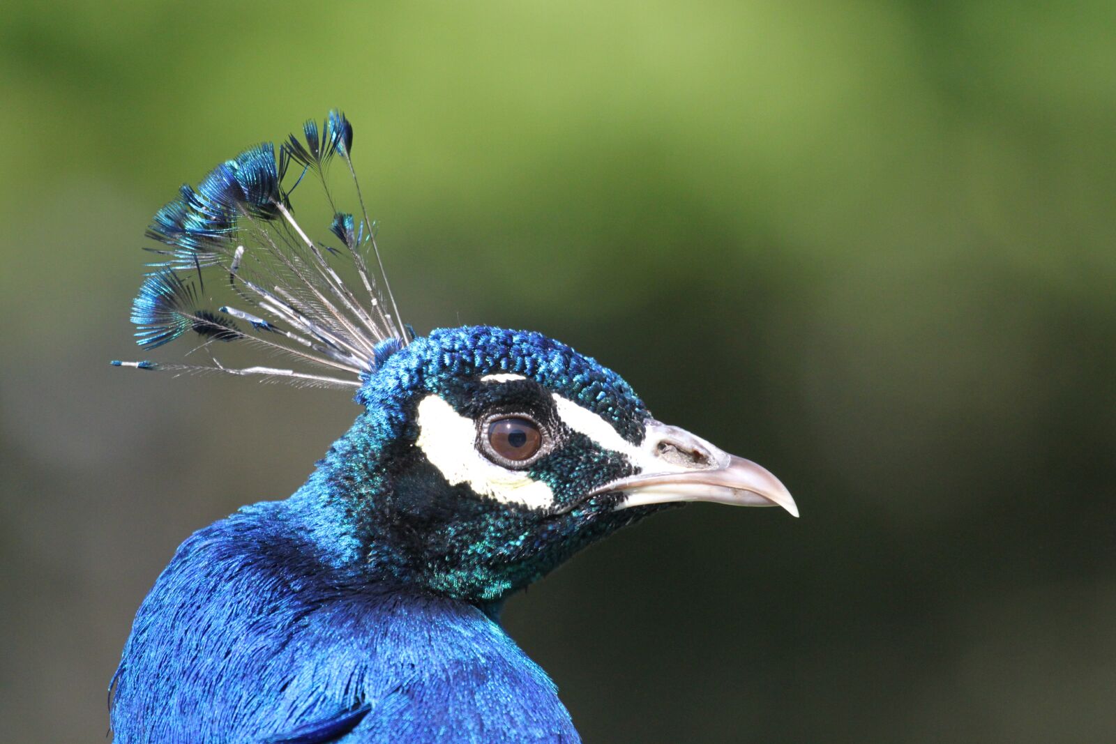 Canon EOS 500D (EOS Rebel T1i / EOS Kiss X3) sample photo. Peacock, feather, head photography