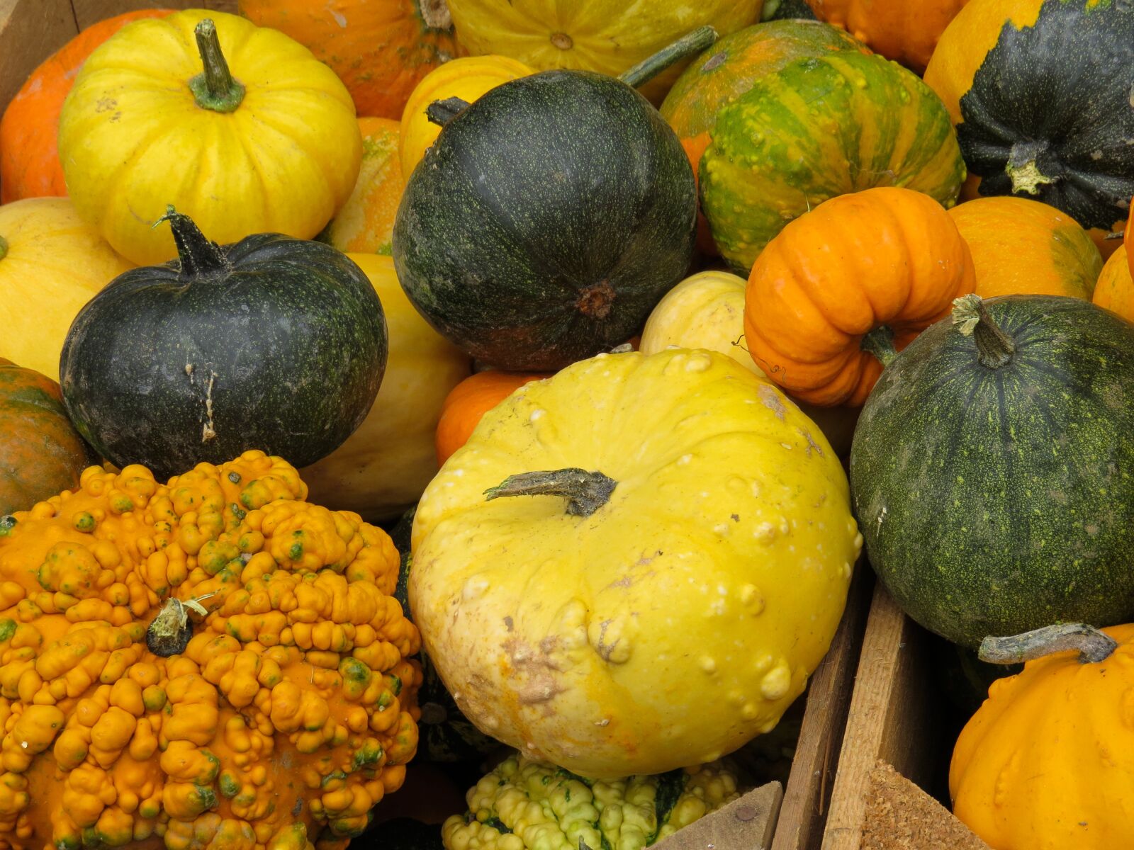 Canon PowerShot SX50 HS sample photo. Eat, food, pumpkin photography
