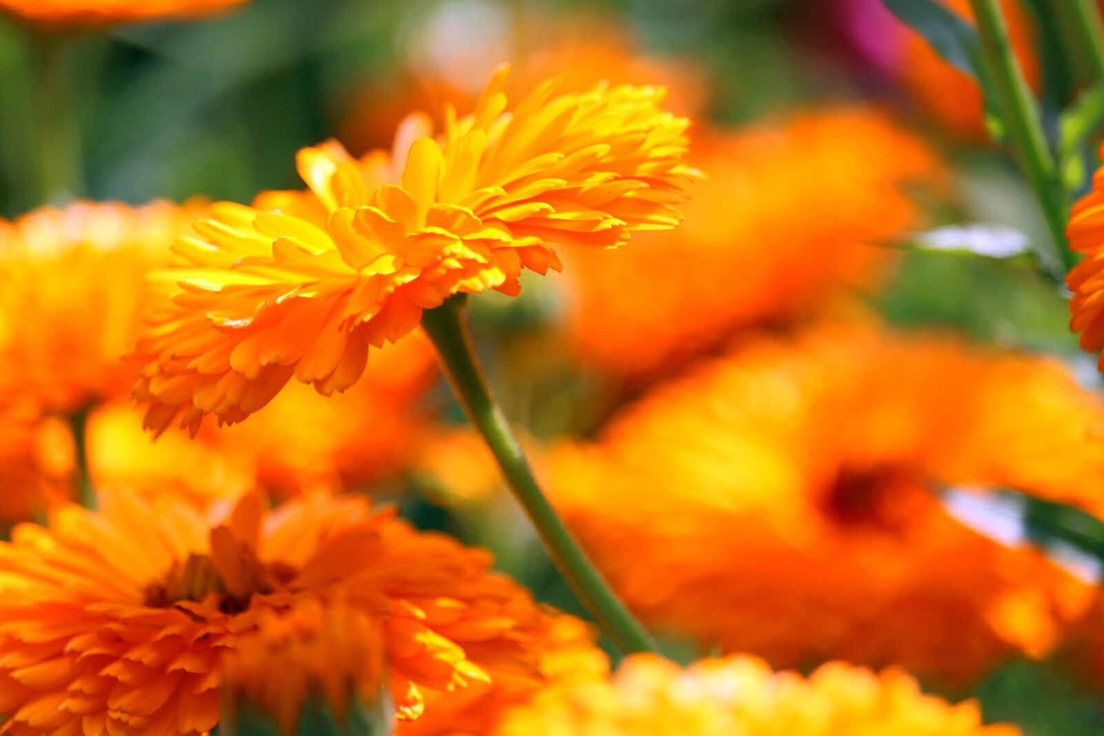 Canon EF-S 55-250mm F4-5.6 IS STM sample photo. Marigold, medicinal plant, blossom photography