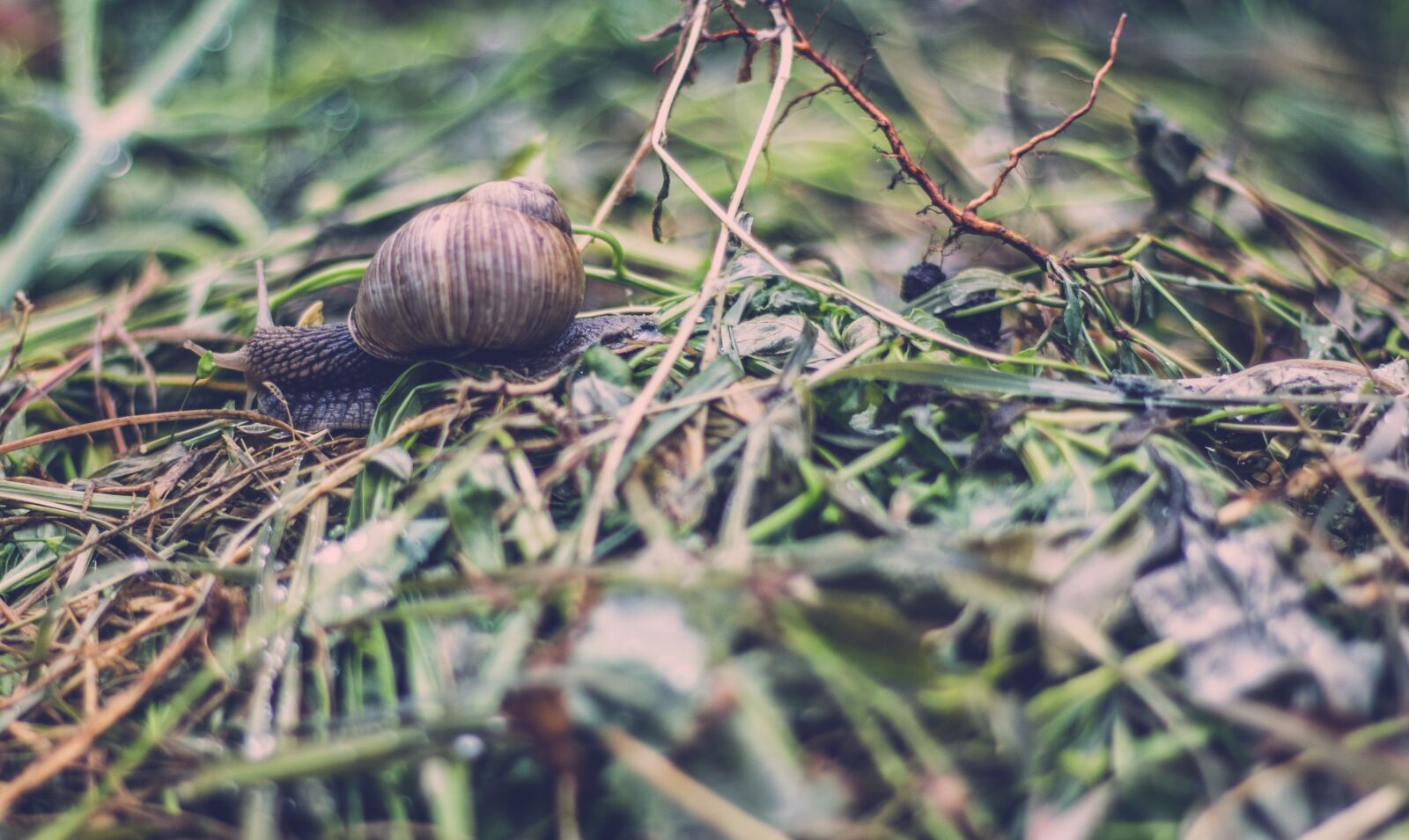 Canon EOS 700D (EOS Rebel T5i / EOS Kiss X7i) sample photo. Grass, macro, mollusk photography