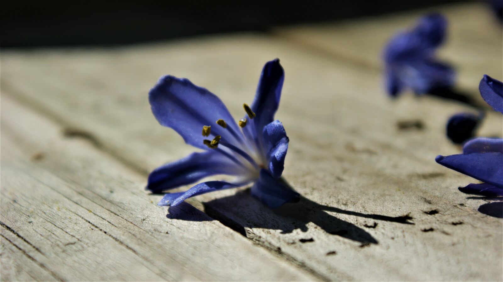 Sony Alpha DSLR-A350 sample photo. Sun, blue, flower photography