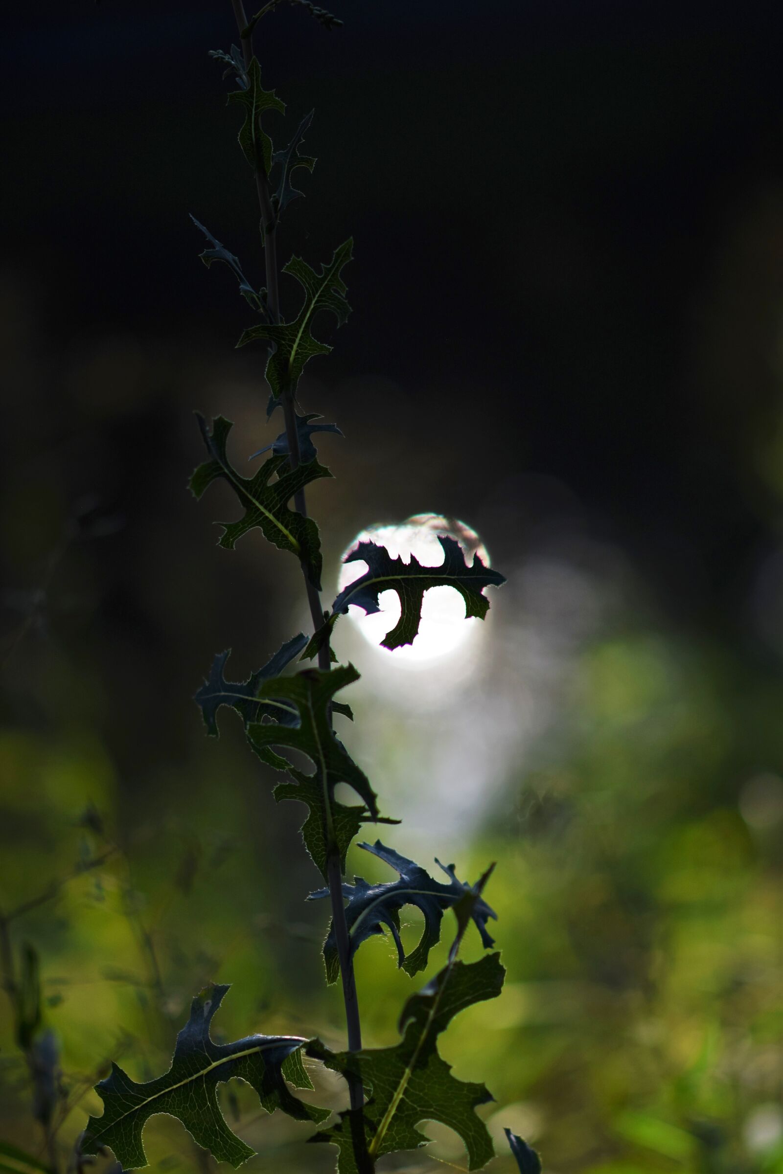 Nikon D3300 sample photo. Weed, light, darkness photography