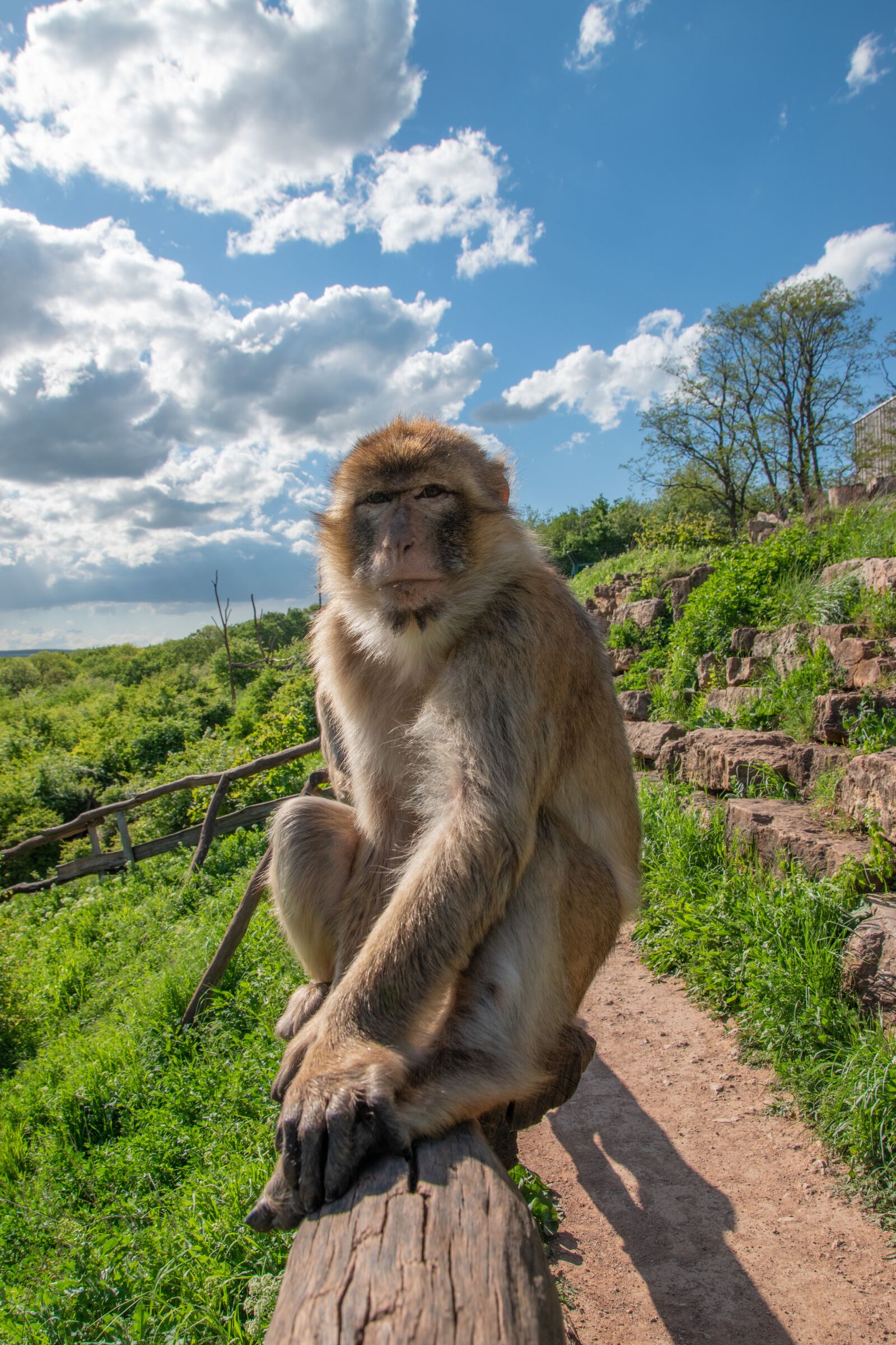 Nikon D5600 sample photo. Berber monkeys, zoo, erfurt photography