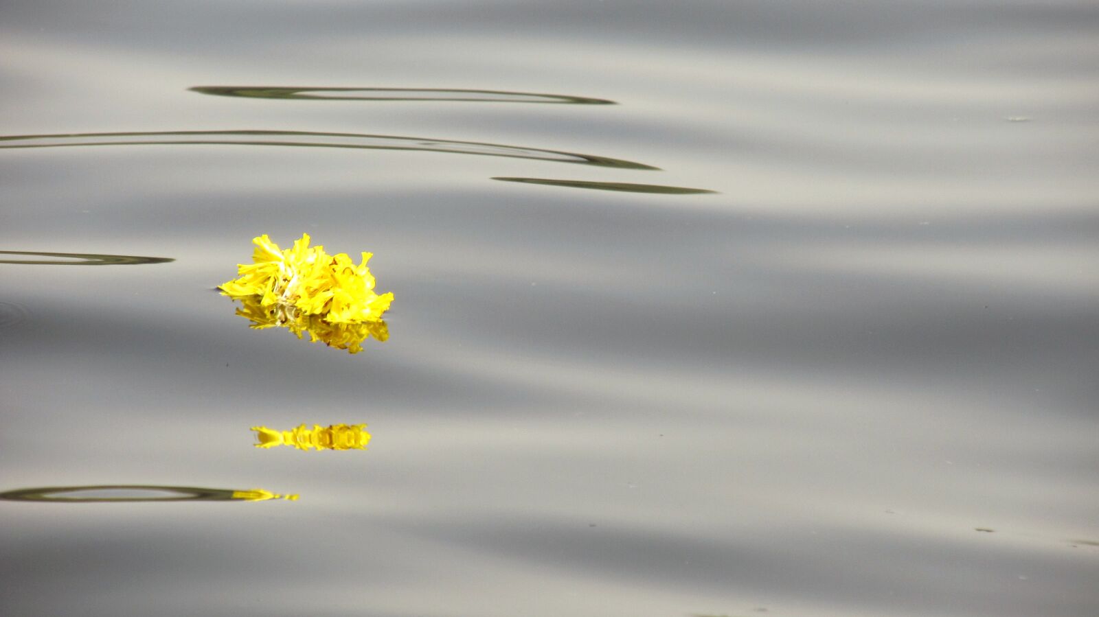Canon PowerShot SX130 IS sample photo. Yellow, sunflower, flowers photography