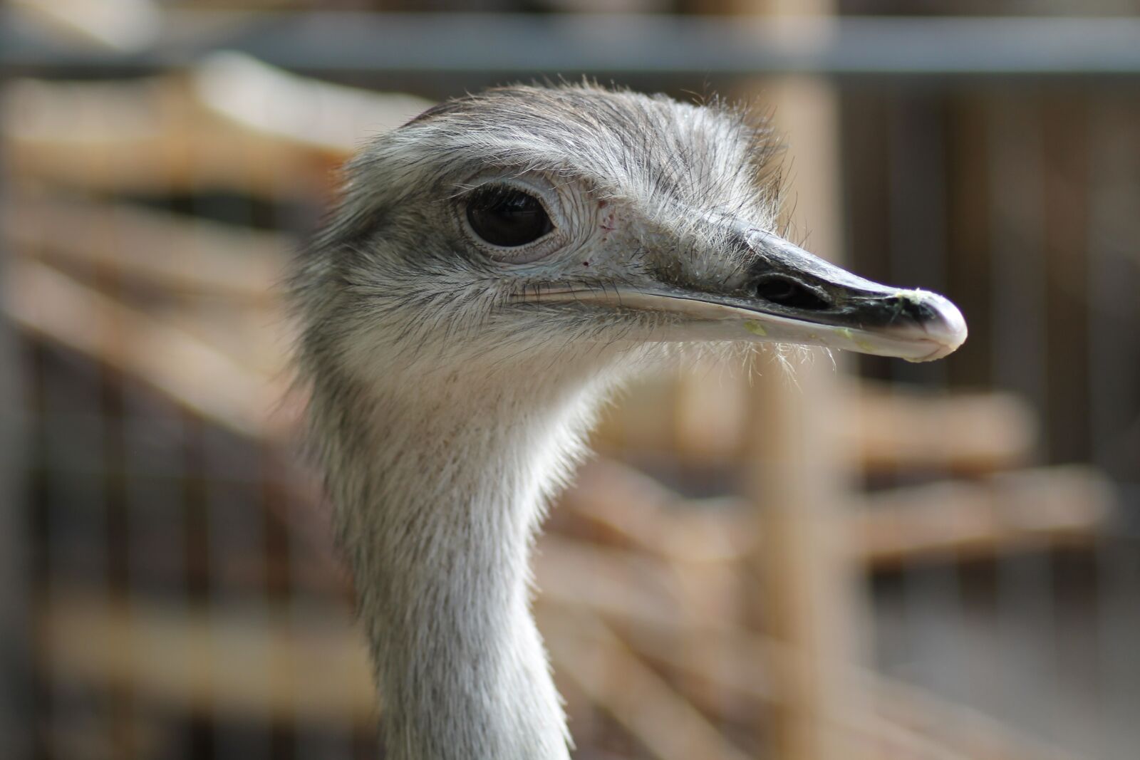 Canon EOS 1100D (EOS Rebel T3 / EOS Kiss X50) sample photo. Emu, zoo, flightless bird photography