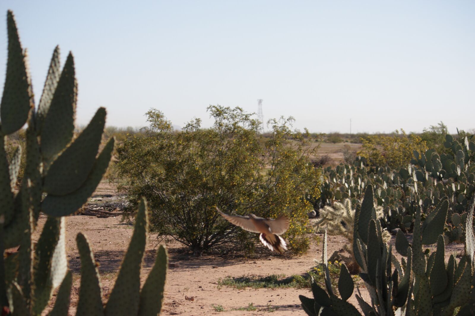 Canon EOS 450D (EOS Rebel XSi / EOS Kiss X2) sample photo. Desert, cactus, wild photography