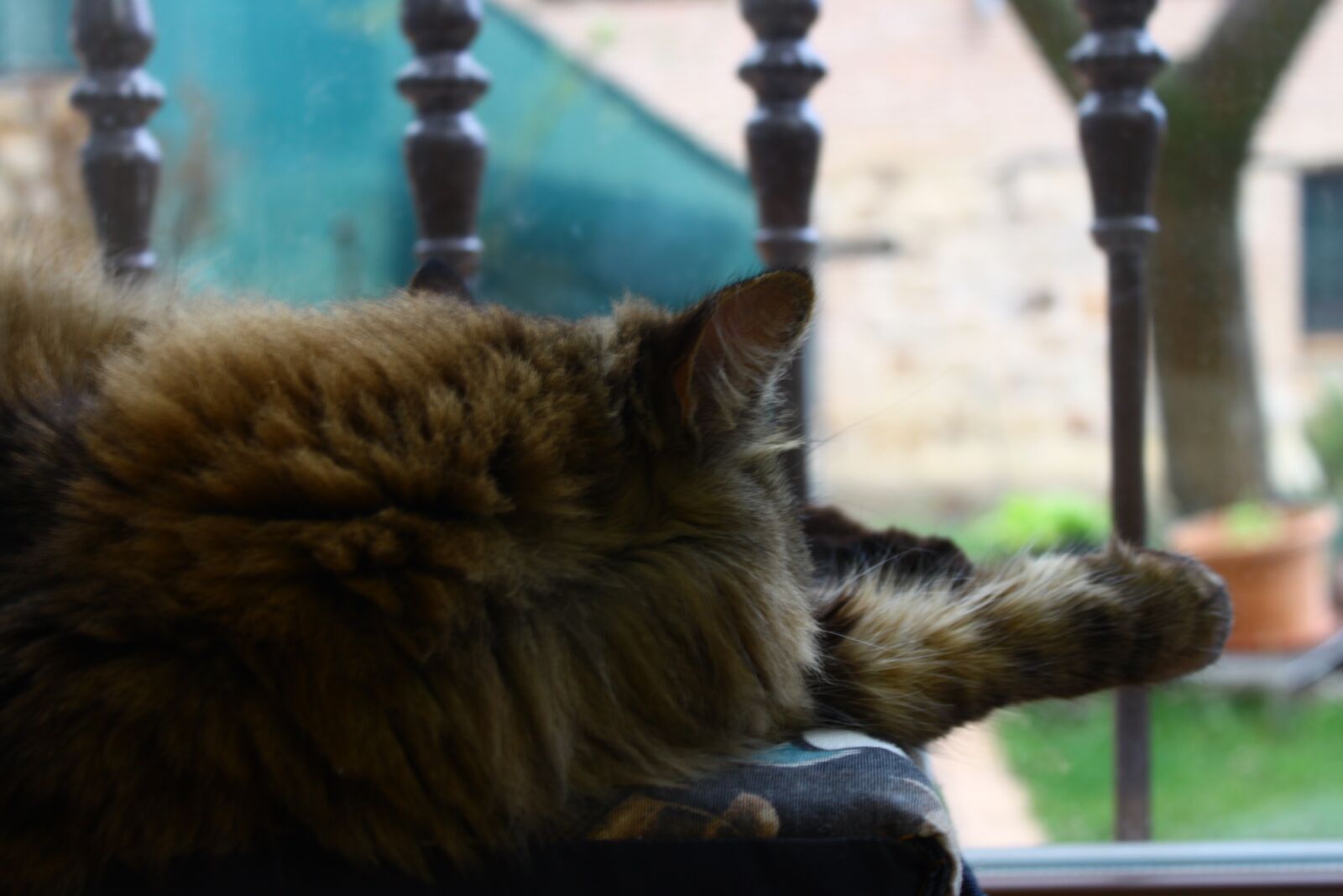 Canon EOS 500D (EOS Rebel T1i / EOS Kiss X3) sample photo. Cat, feline, cute photography