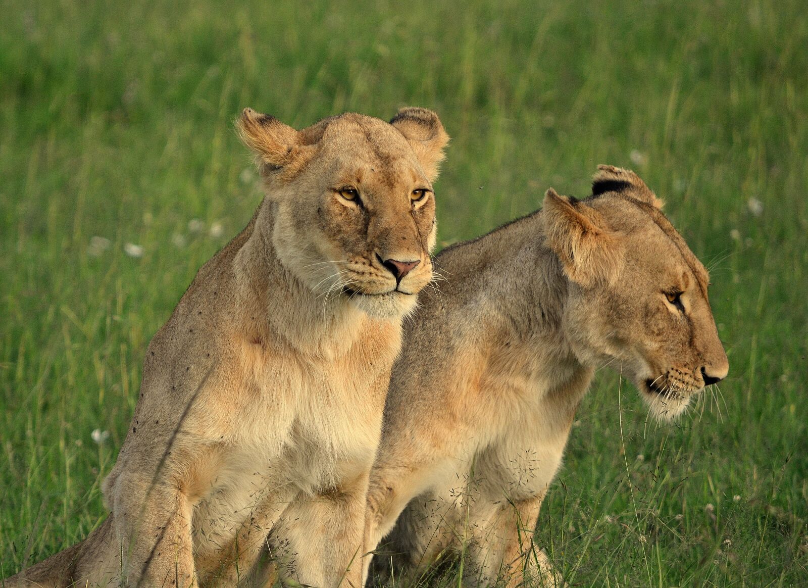 Nikon D3100 sample photo. Lioness, animal, africa photography