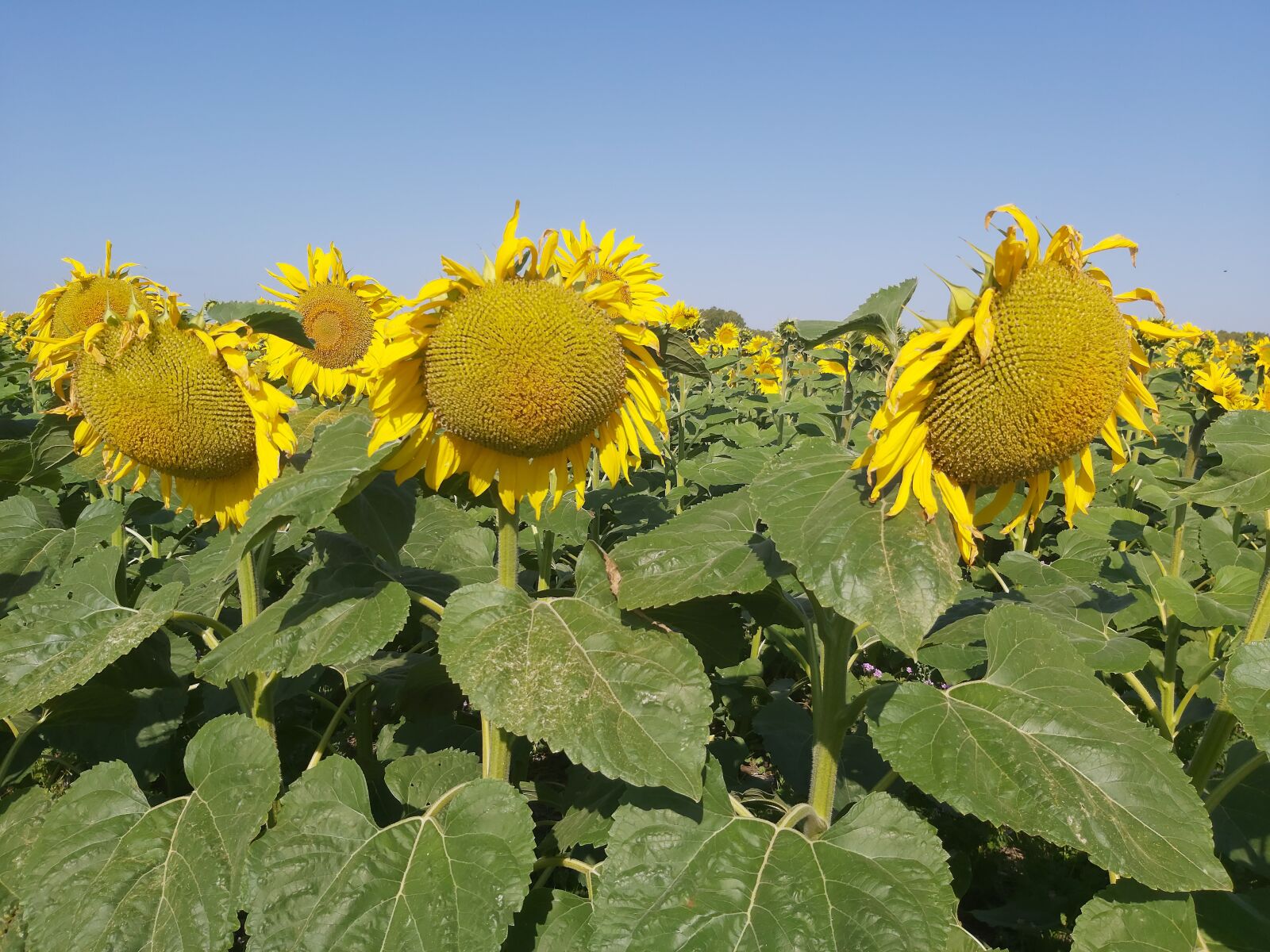 Samsung Galaxy A70 sample photo. Field, sunflower, flowers photography