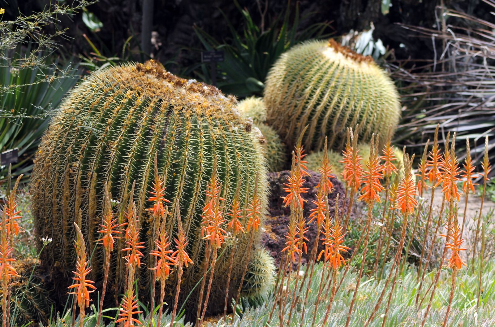 Canon EF 75-300mm f/4-5.6 sample photo. Cactus, nature, desert photography