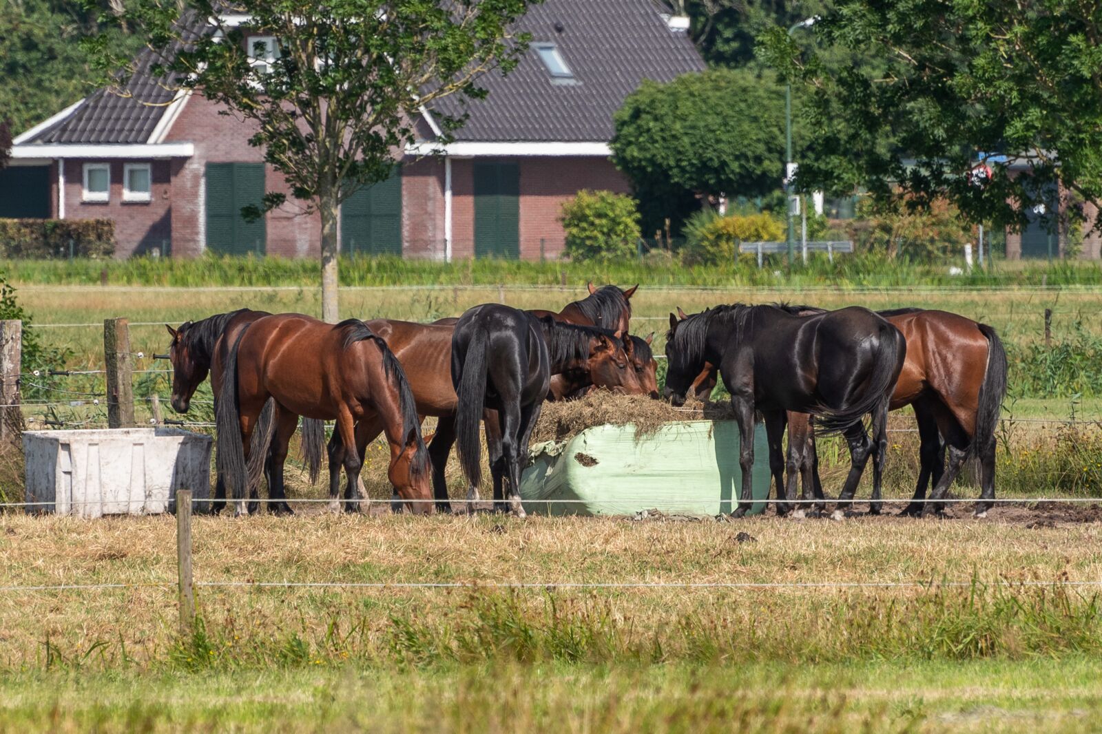 Nikon D750 sample photo. Horses, eating, grass photography
