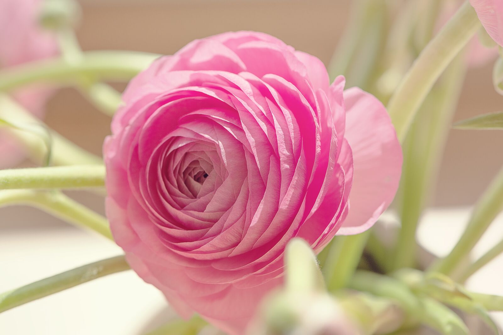 Nikon D750 sample photo. Ranunculus, blossom, bloom photography