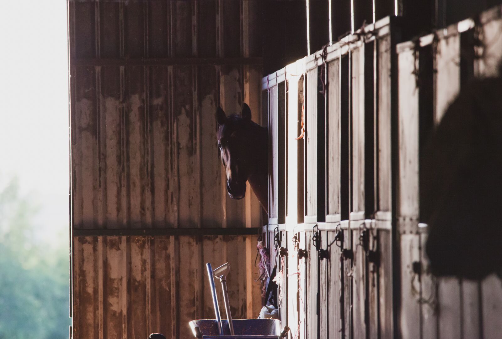150-600mm F5-6.3 DG OS HSM | Contemporary 015 sample photo. Horse in stable, stable photography