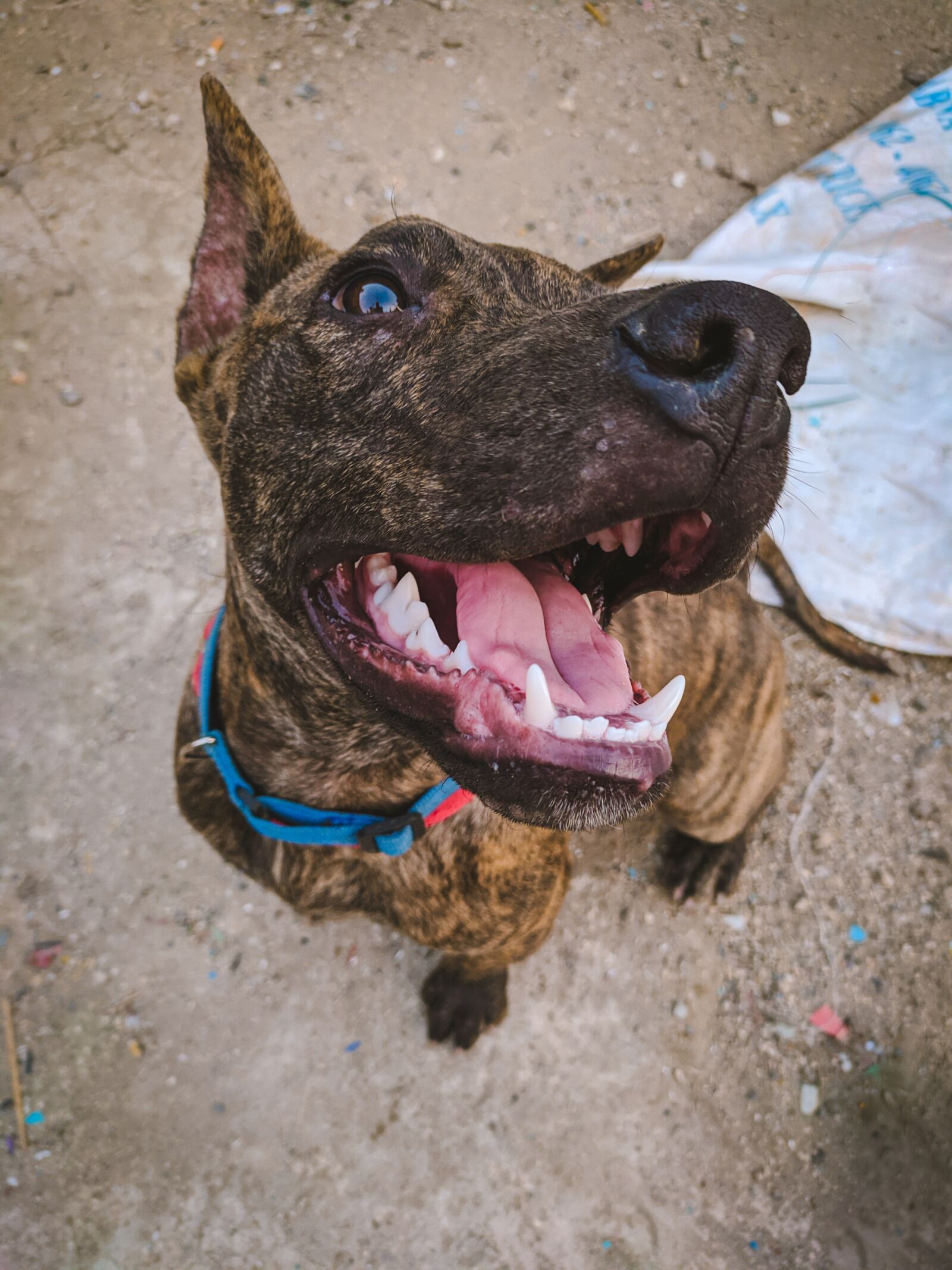 Xiaomi Redmi Note 7 sample photo. Dog, animals, mascot photography