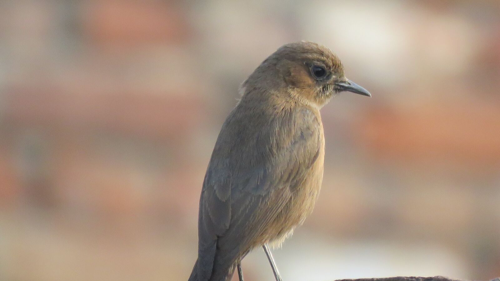 Canon PowerShot SX60 HS sample photo. Nightingale, rufous nightingale, a photography